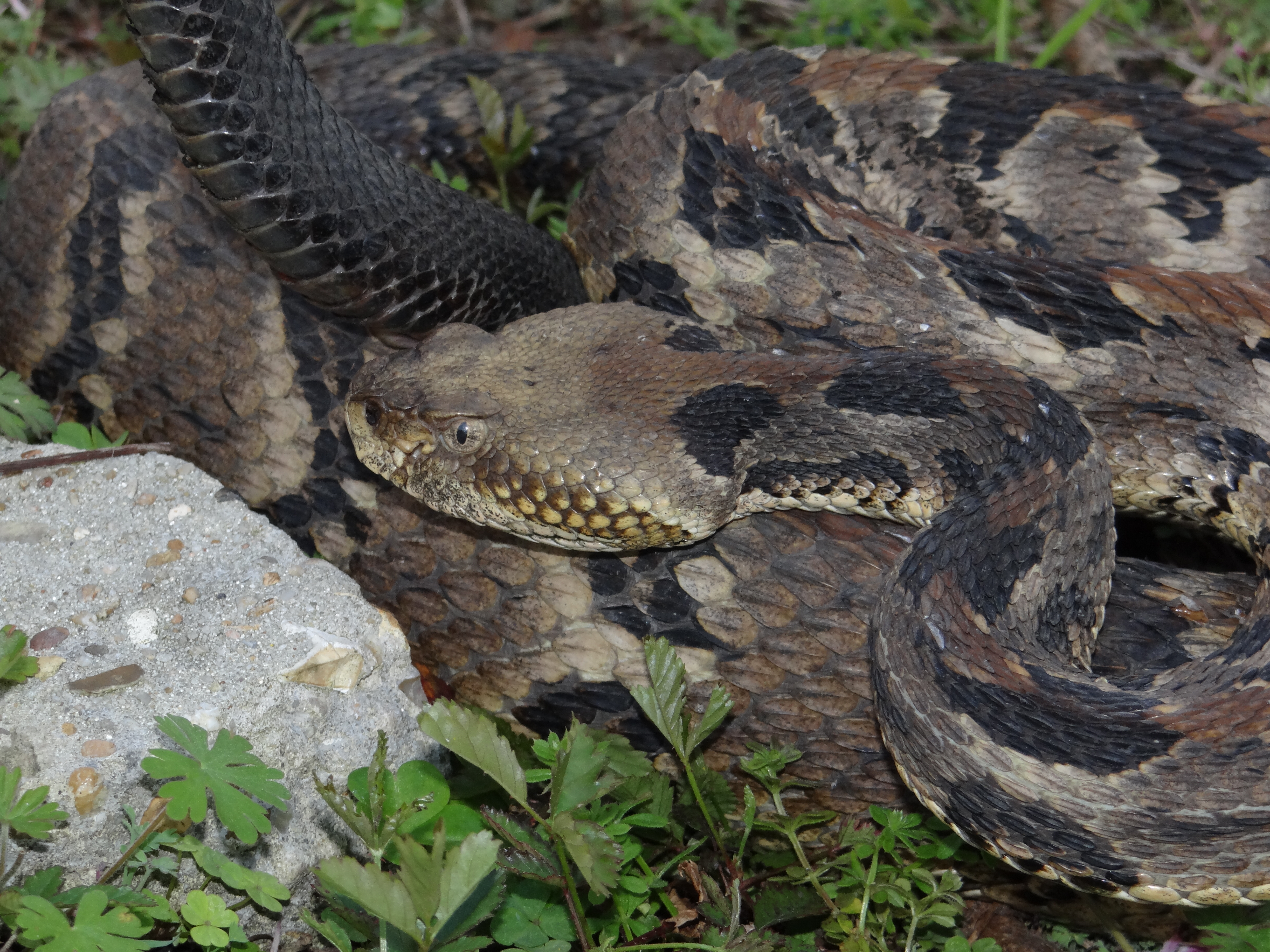 Timber Rattlesnake - Crotalus horridus | Amphibians and Reptiles of ...