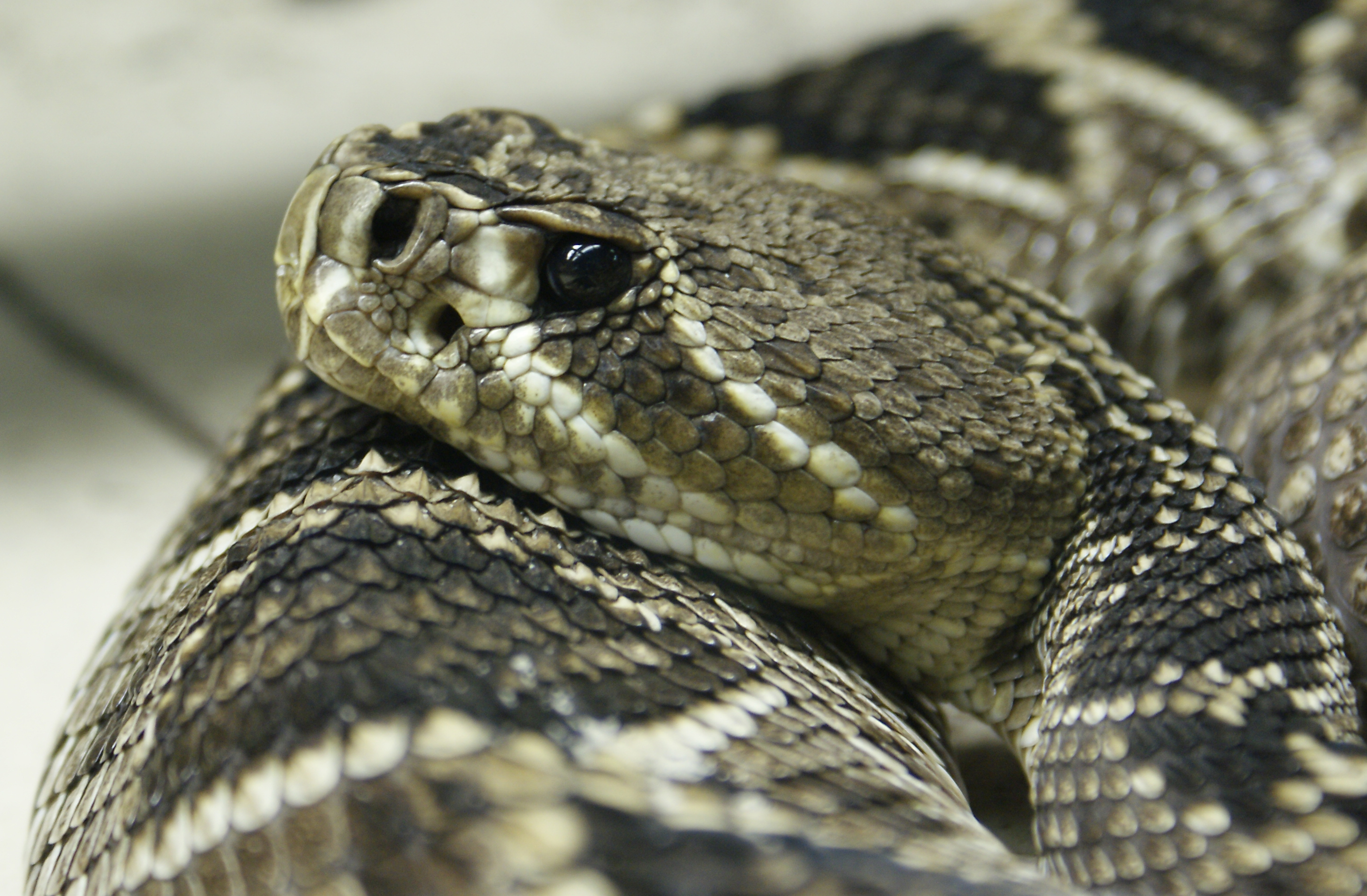 Group Seeks to Halt Rattlesnake Slaughter at Roundups | El Paso ...