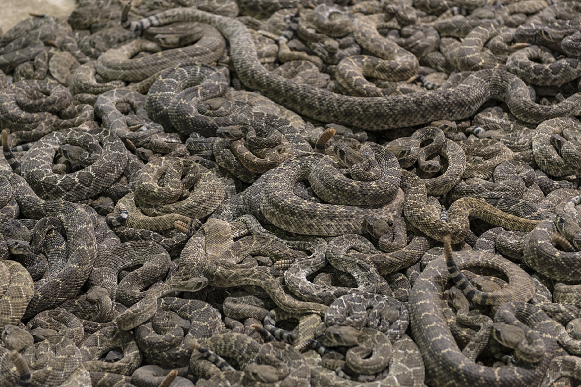 Group of Rattlesnakes, Animal, Group, Nature, Rattle, HQ Photo