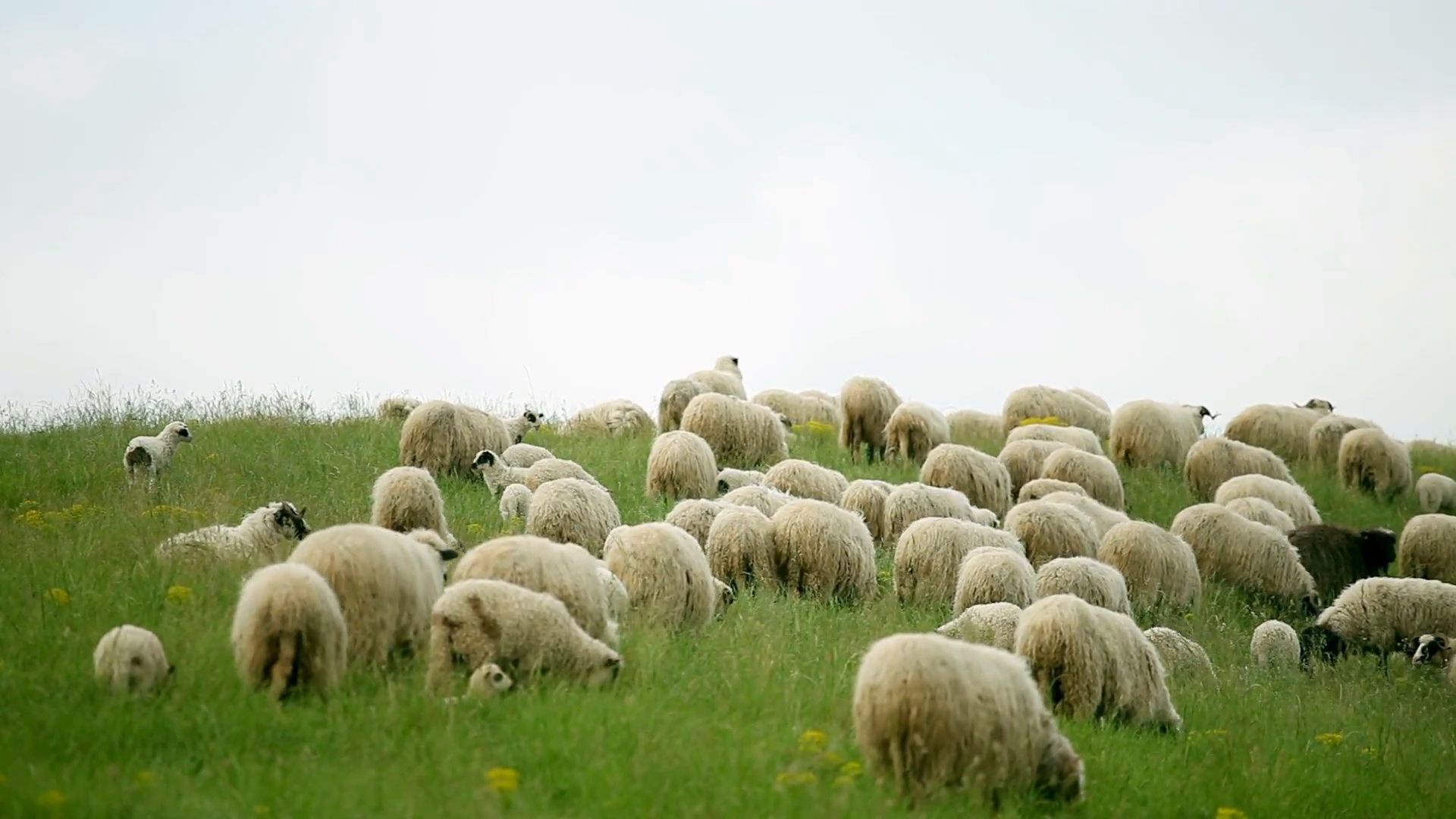 group of sheep latying and eating grass on a field in the medow ...