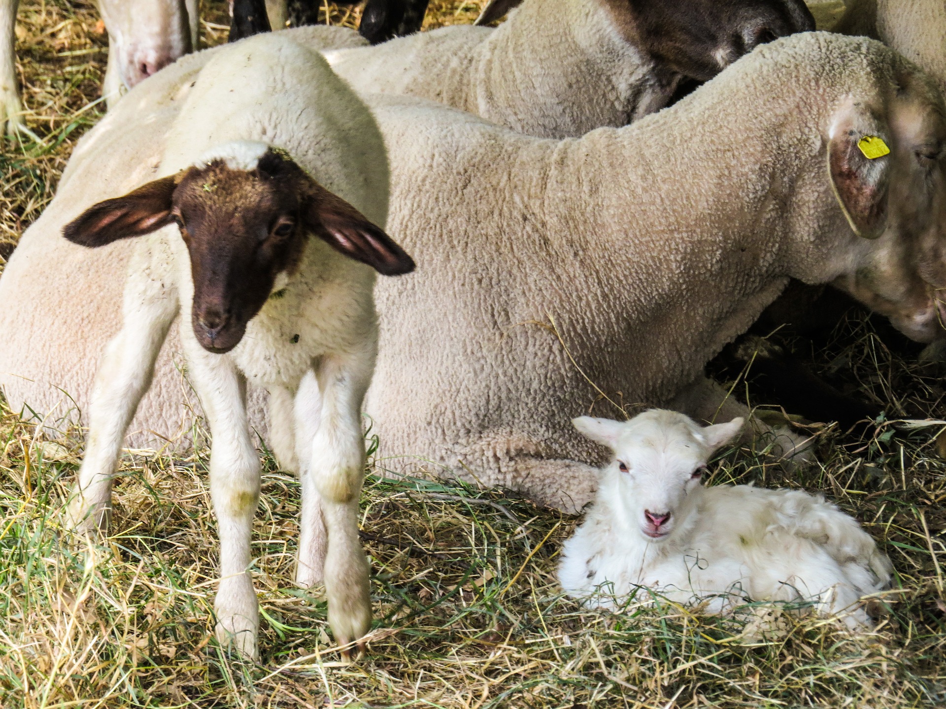 Group of Sheep, Animal, Farm, Group, Nature, HQ Photo