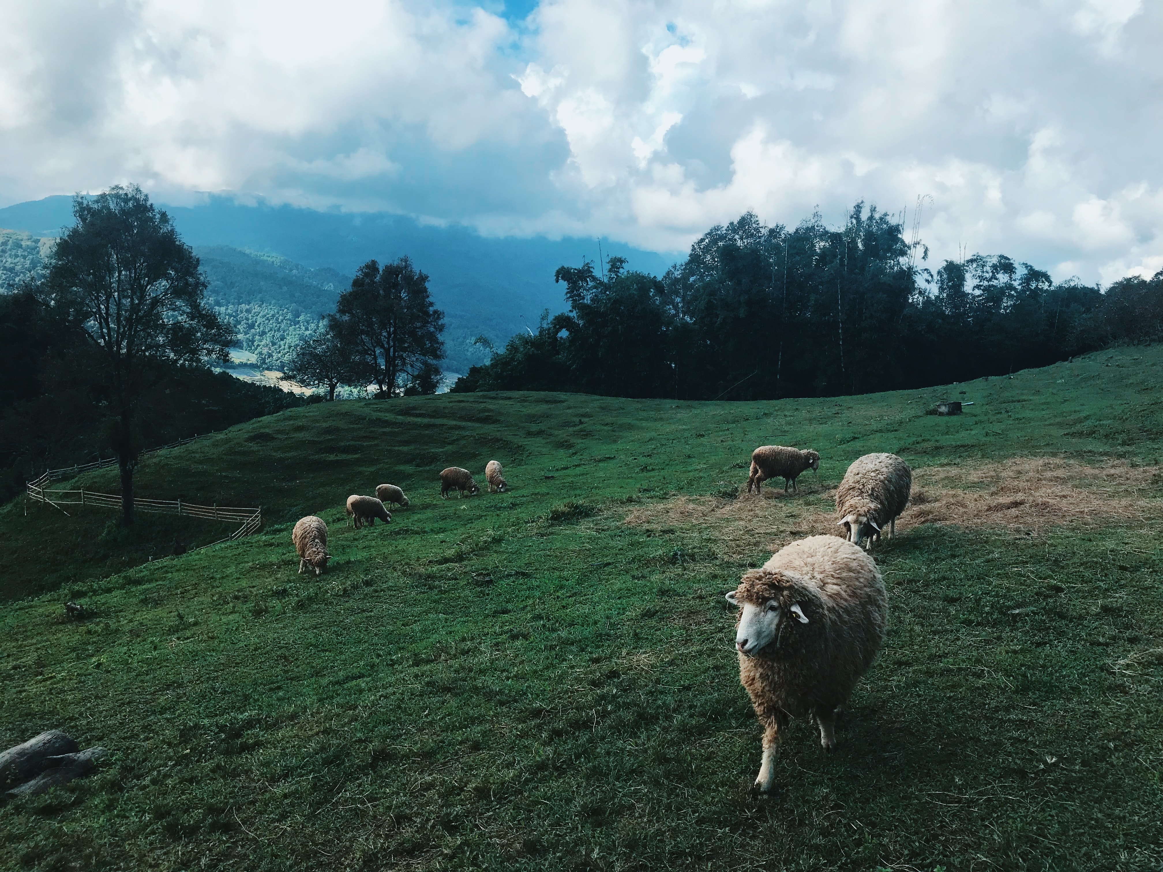 Group of sheep at the field photo