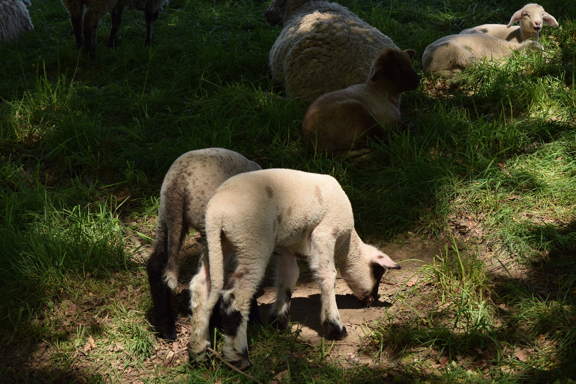 Group of sheep photo