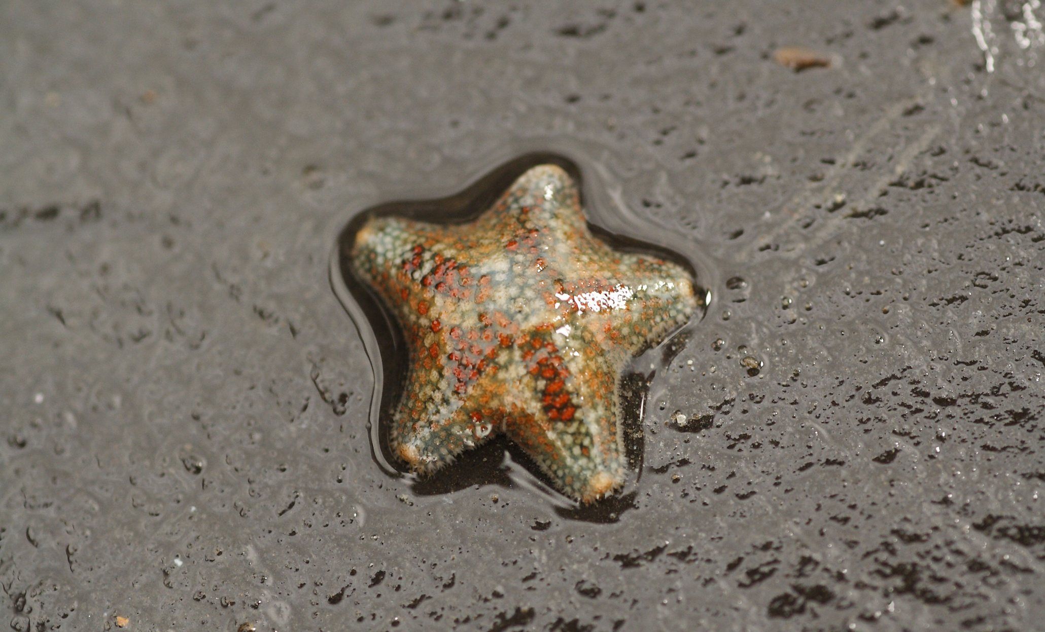 Dorset Wildlife Trust discovered a species of starfish Kimmeridge ...
