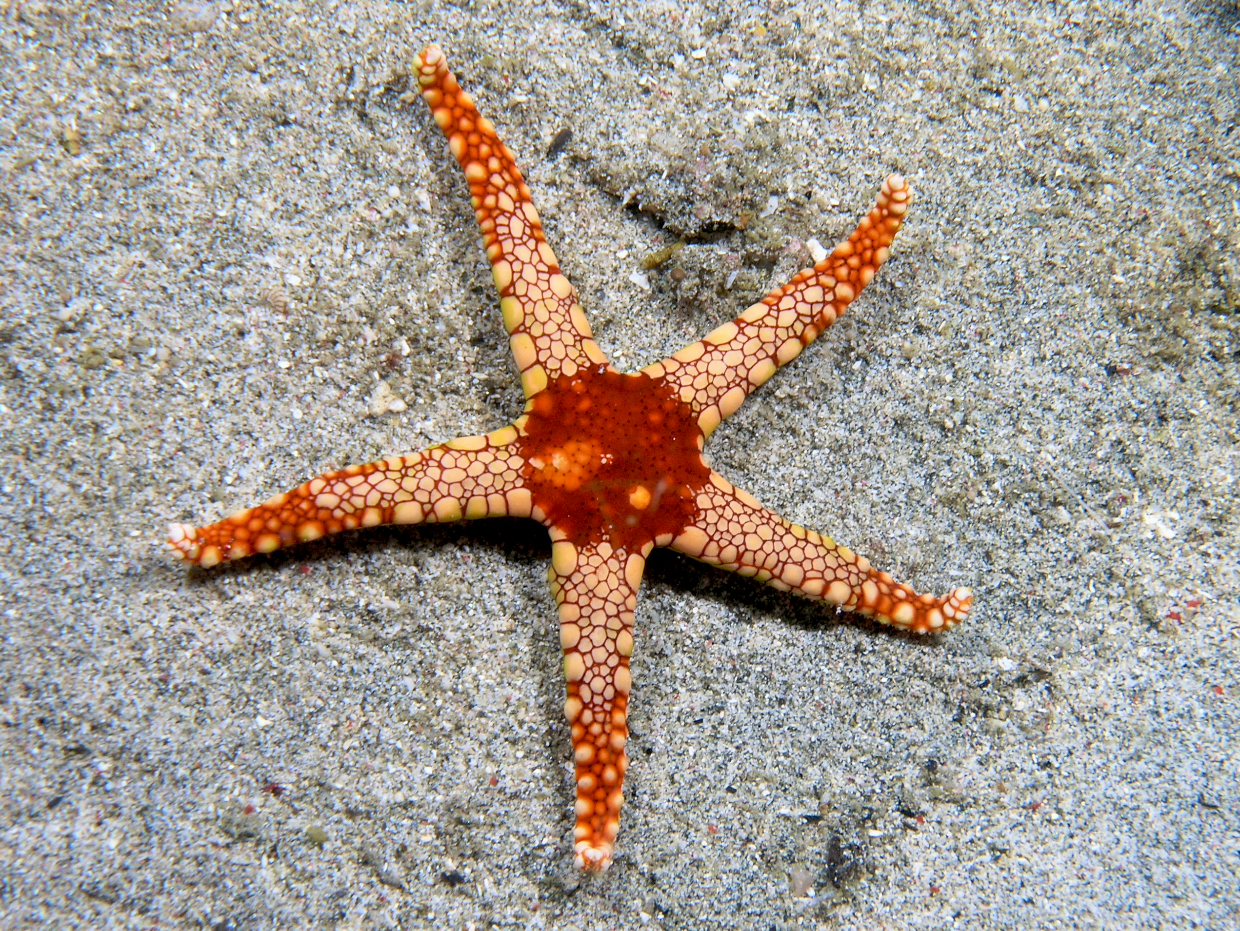 Starfish - Wikiwand