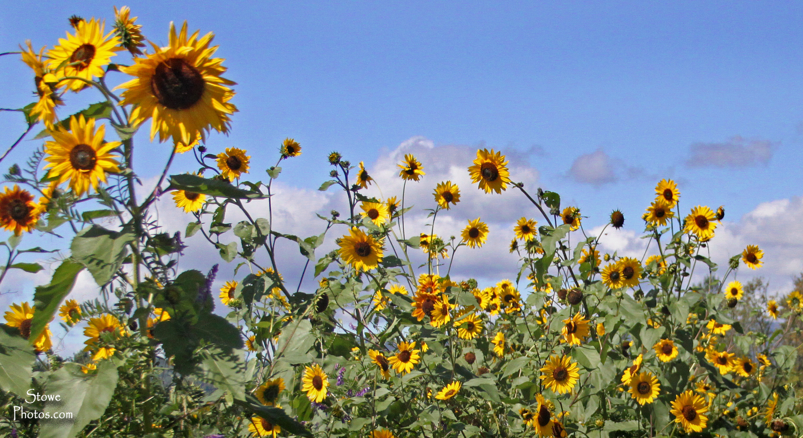 2014 sep 17 sunflowers in waterbury group | Stowe Photos