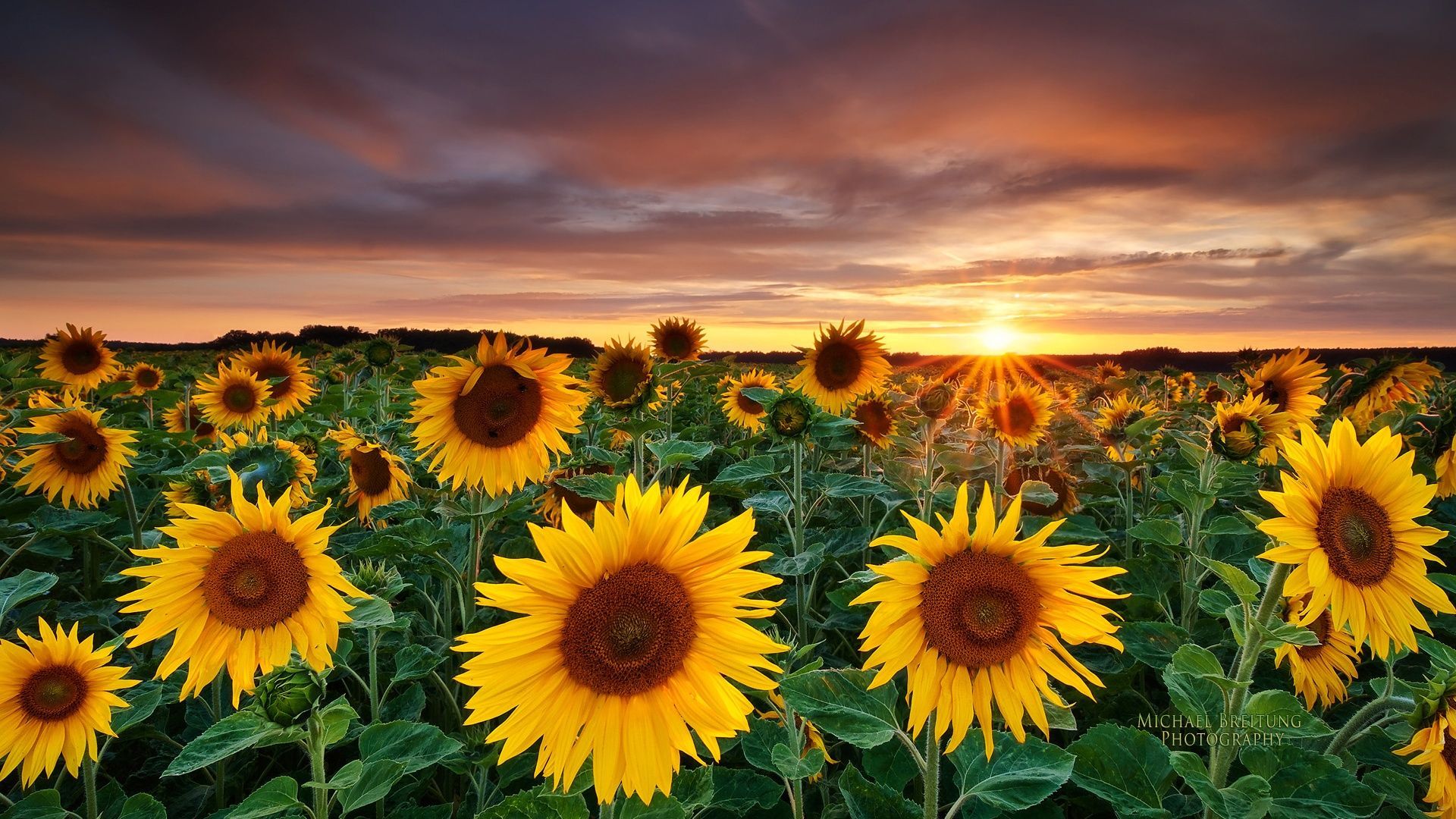 Group of sunflowers photo