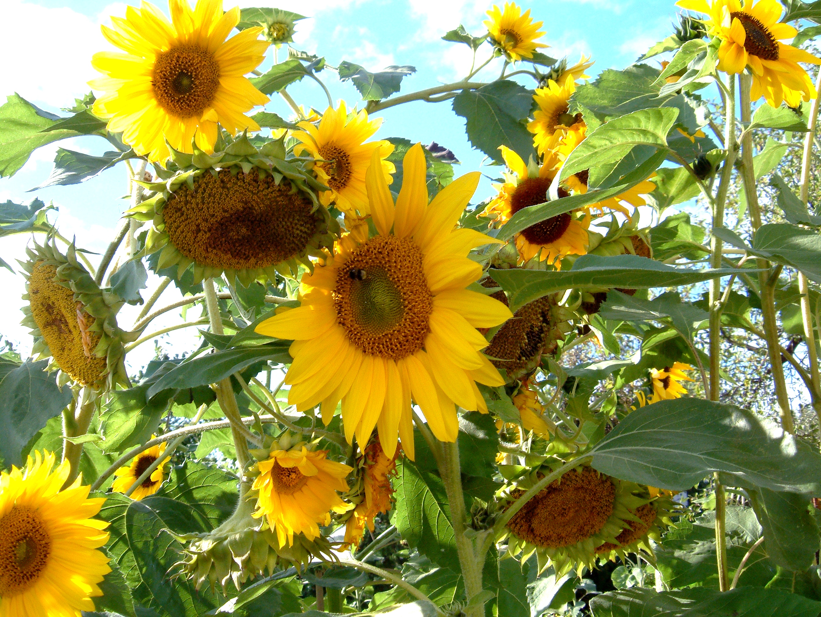 How Do Sunflowers Reproduce? - ProFlowers Blog