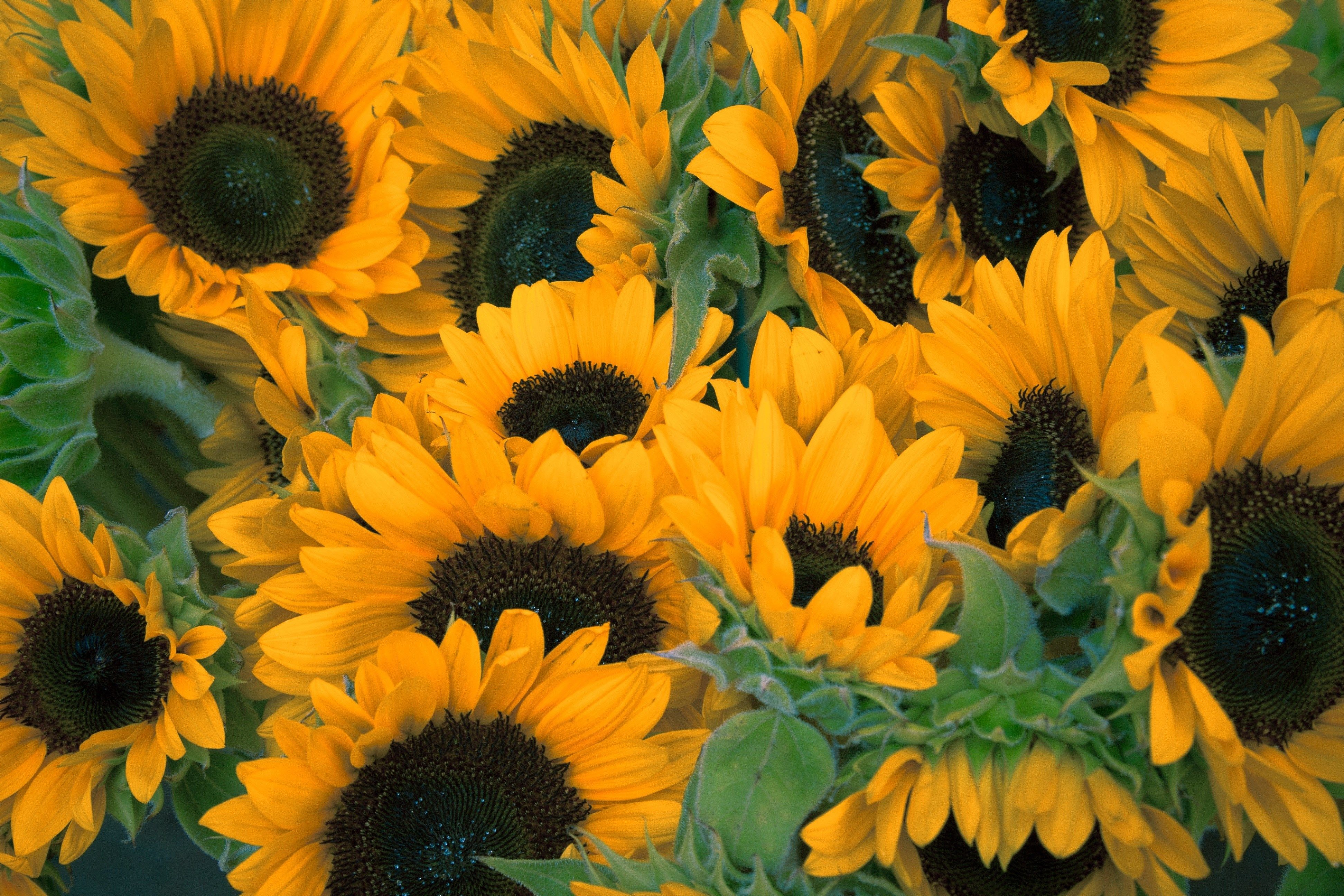 Harald Round - sunflower background desktop free - 3888x2592 px ...