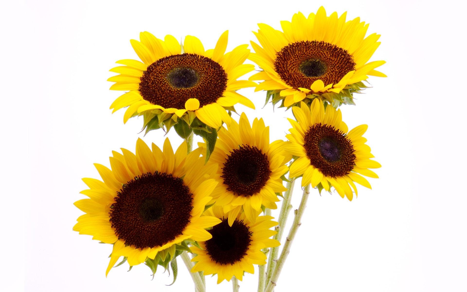 Flower: Smiling Sun Brown Sunflowers Group Yellow Closeup Bunch ...