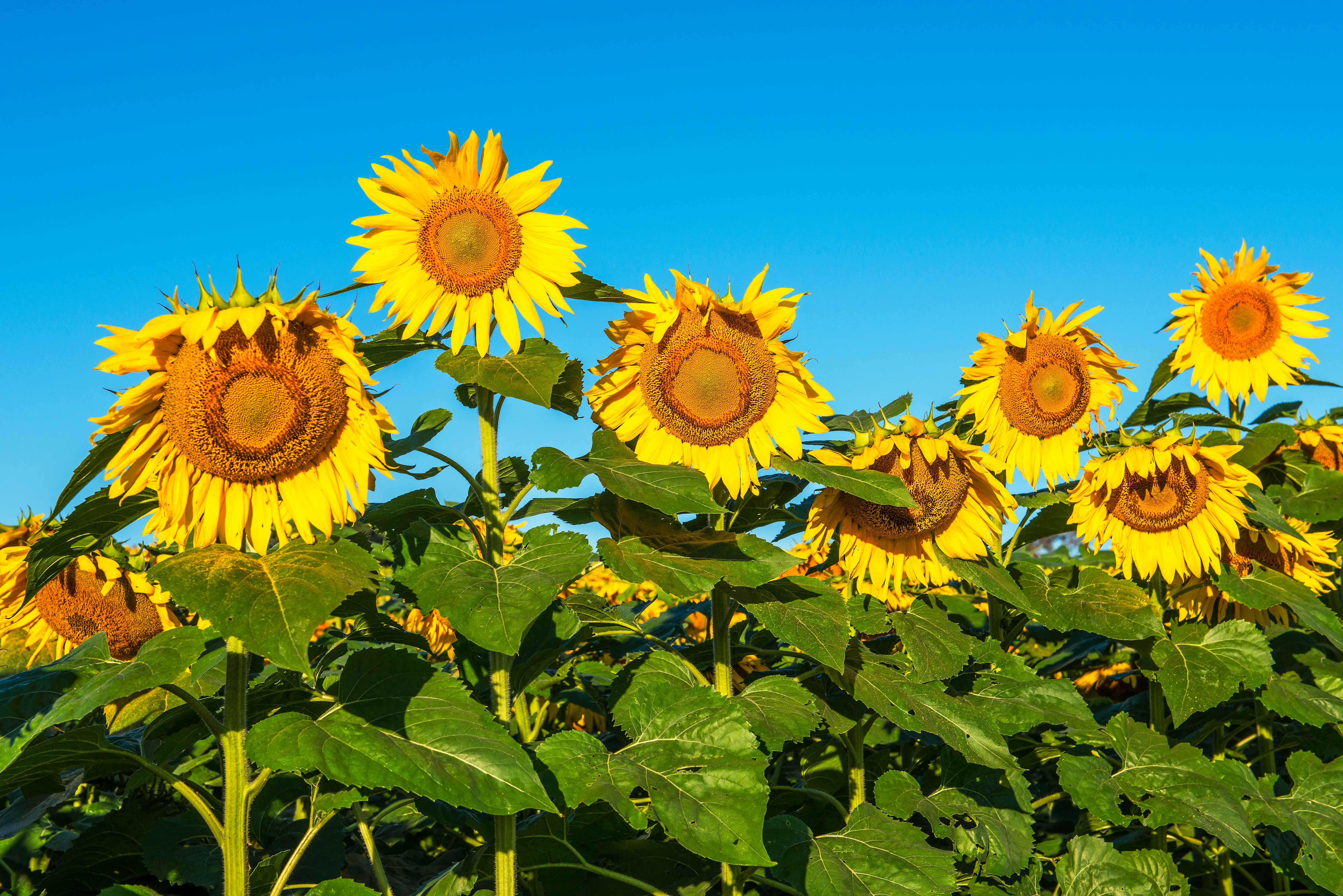 Sunflower Group Tumblr Iphone Wallpaper Hd Images For Mobile Phones ...