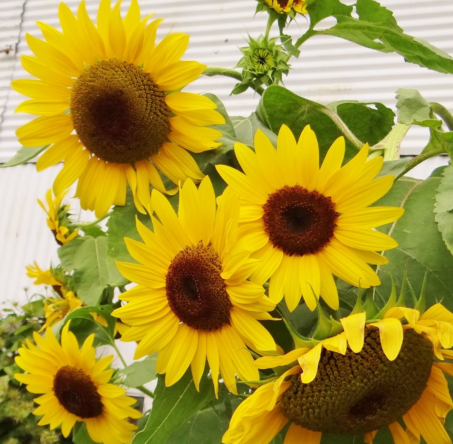 Group of Sunflowers | GIRASOLES PARA MELISSA | Pinterest ...