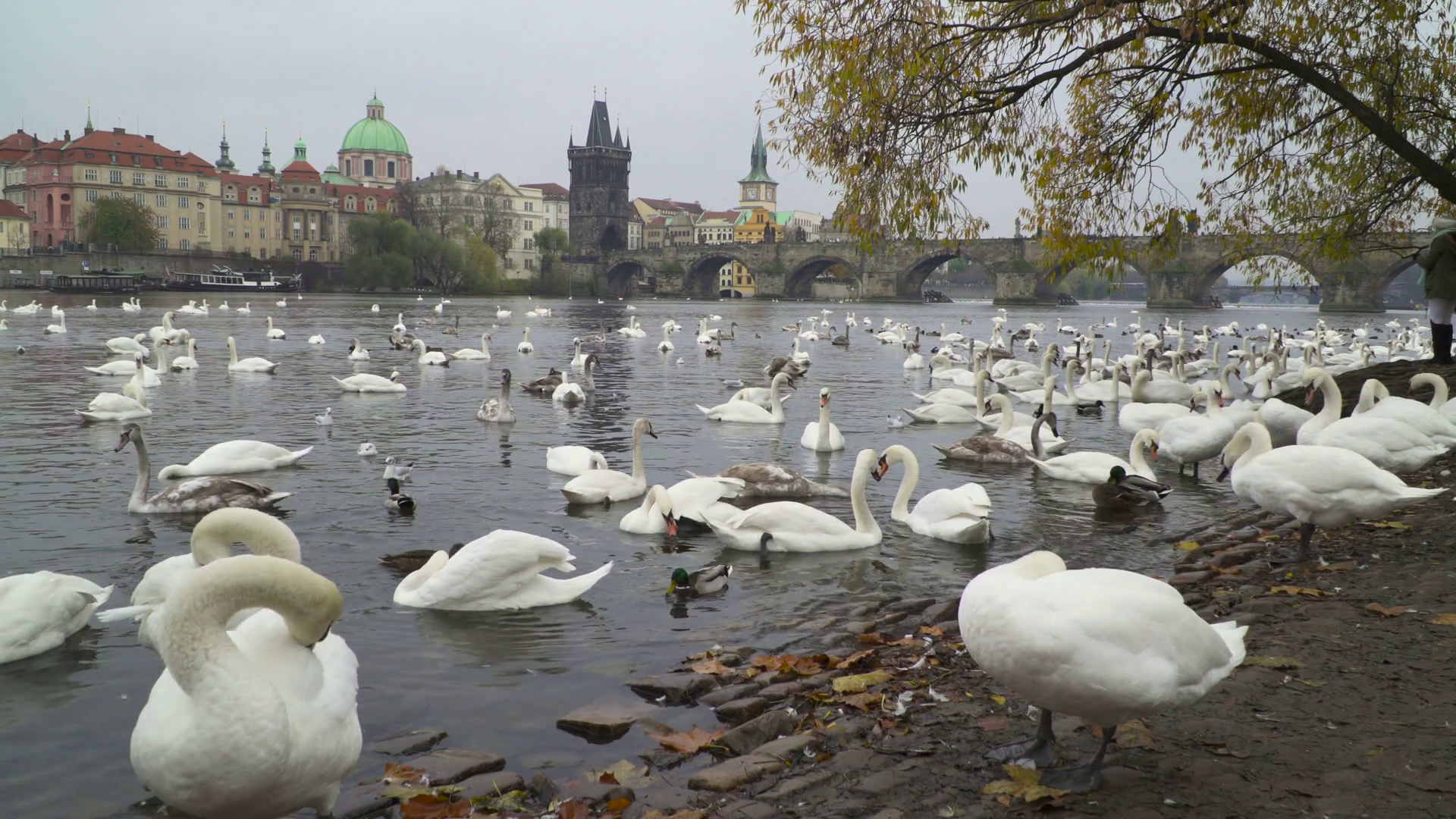 A Group Of Swans in The Vltava River In Prague. Autumn Sony FS5 4K ...