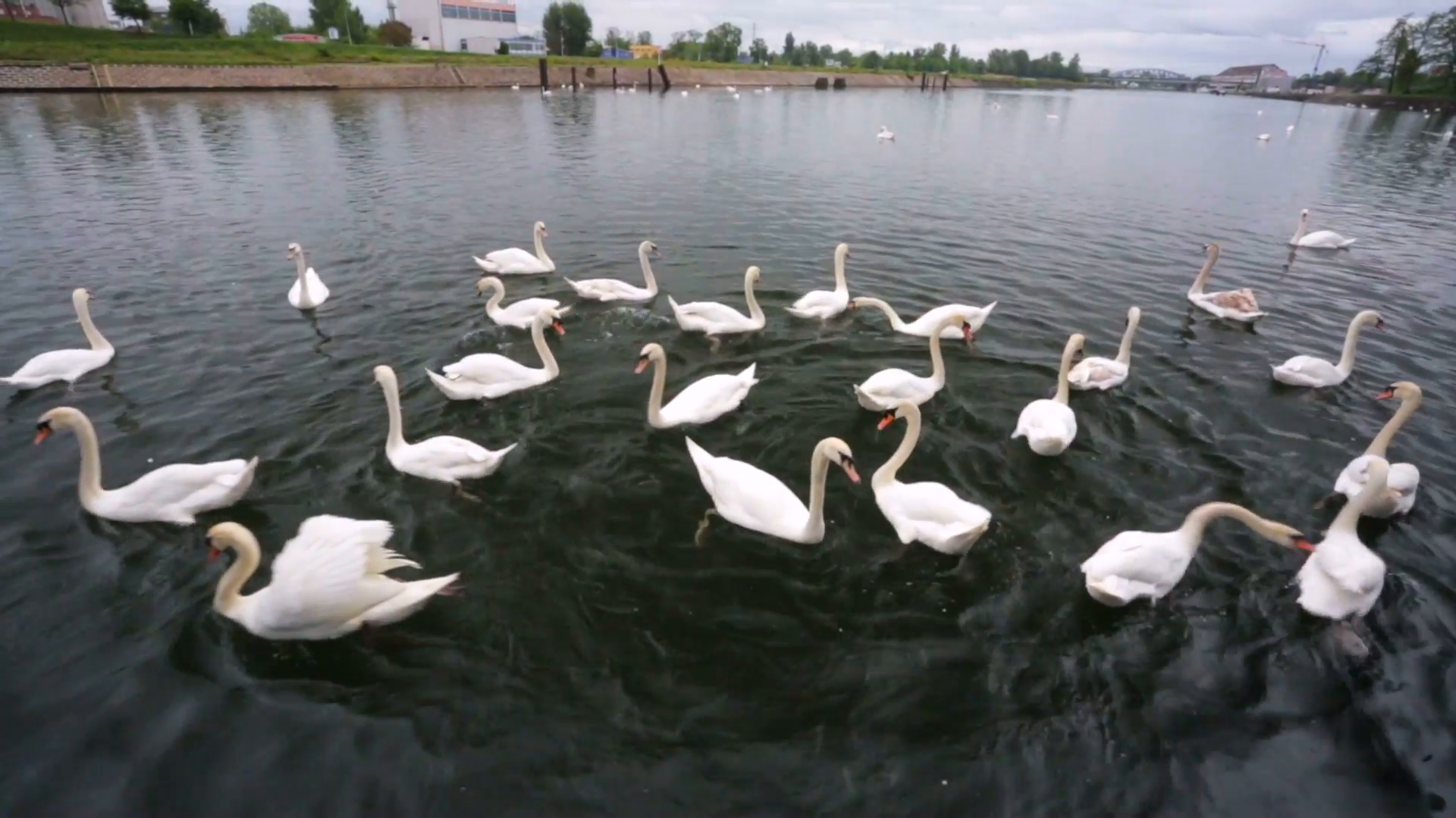Group of swans on a lake, Strasbourg, France. Stock Video Footage ...