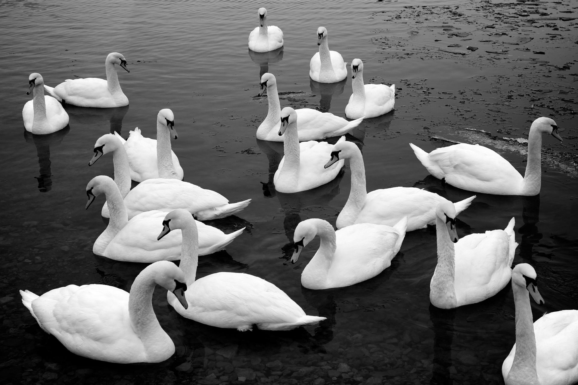 Image result for bevy of swans photos free