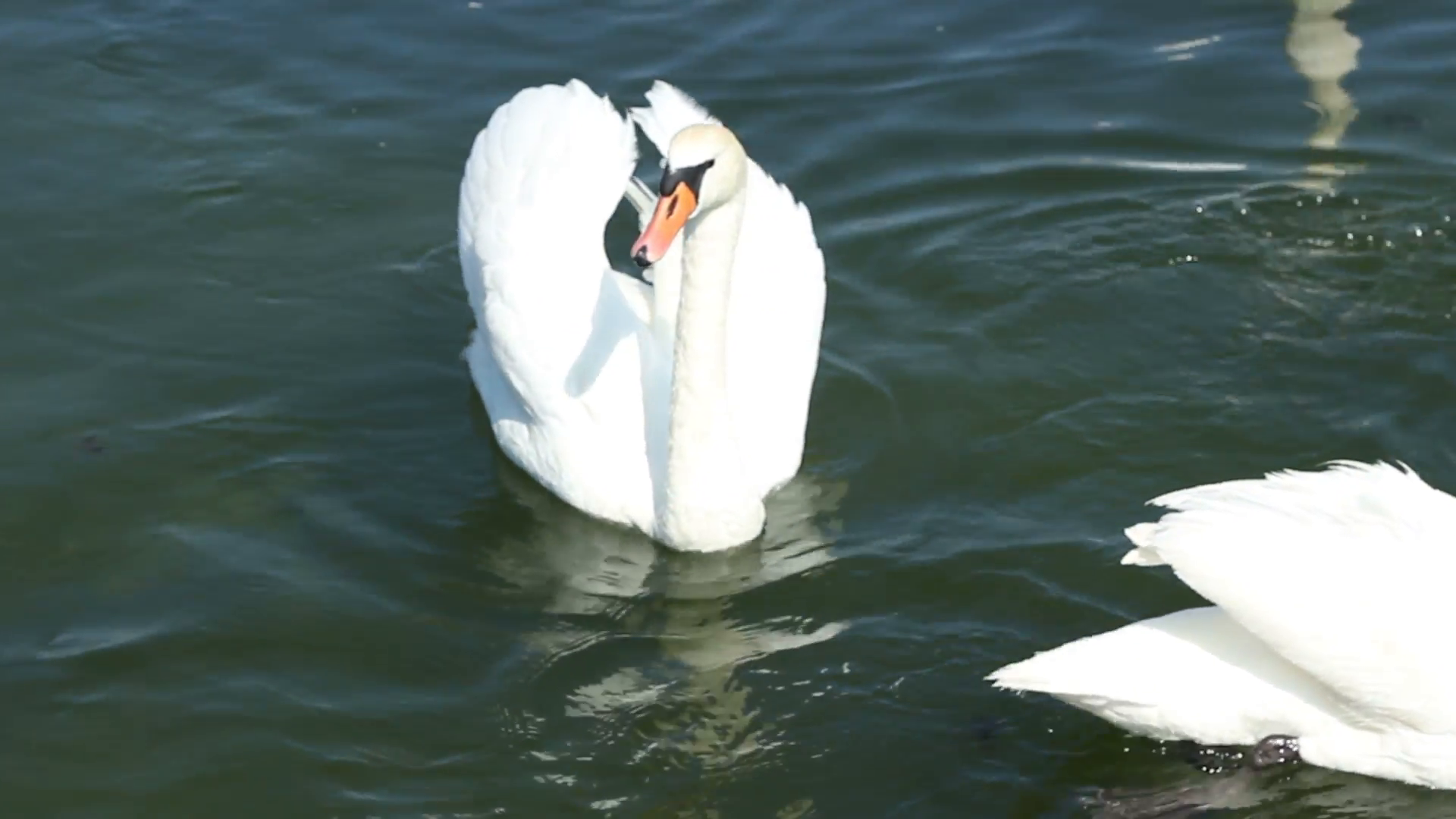 Free Photo Group Of Swans Birds Swans Water Free Download Jooinn