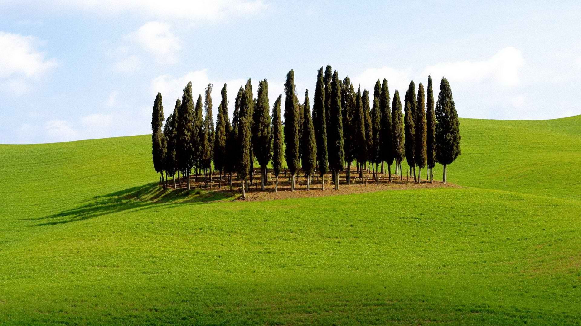 Group of trees in a field wallpaper - 744910