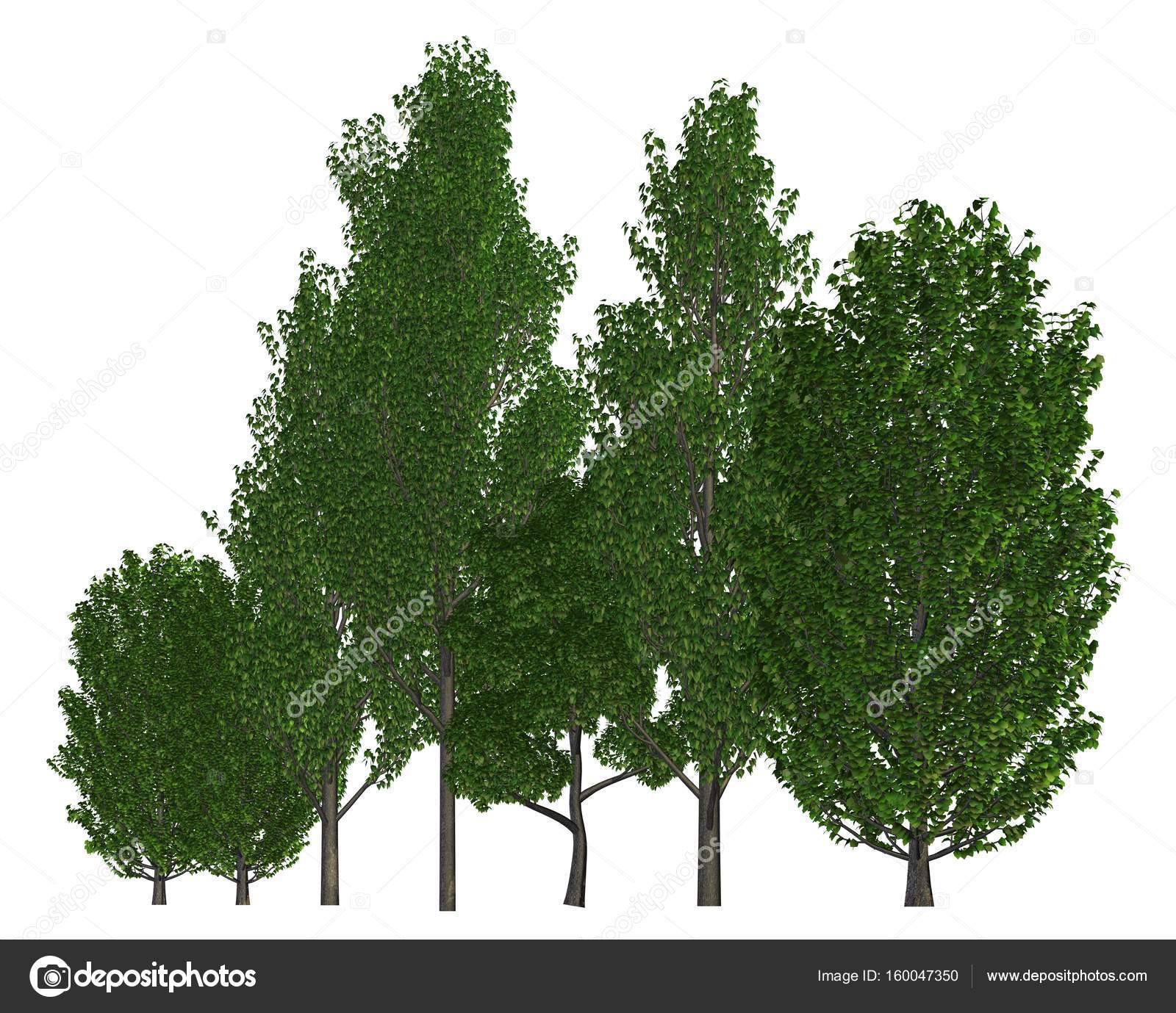 Group of trees isolated on white 3d illustration — Stock Photo ...