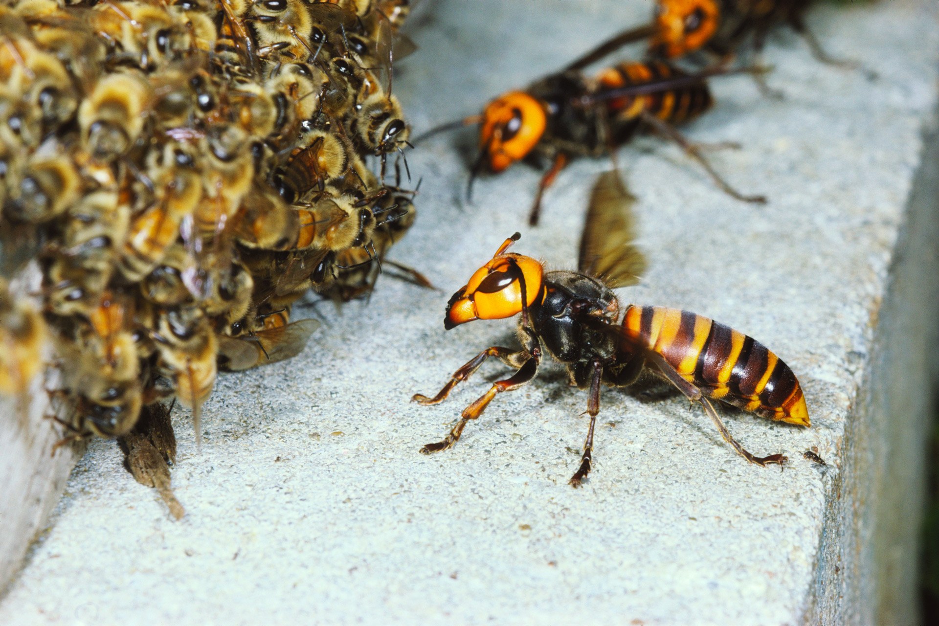 Absurd Creature of the Week: The Huge, Bee-Decapitating Hornet That ...