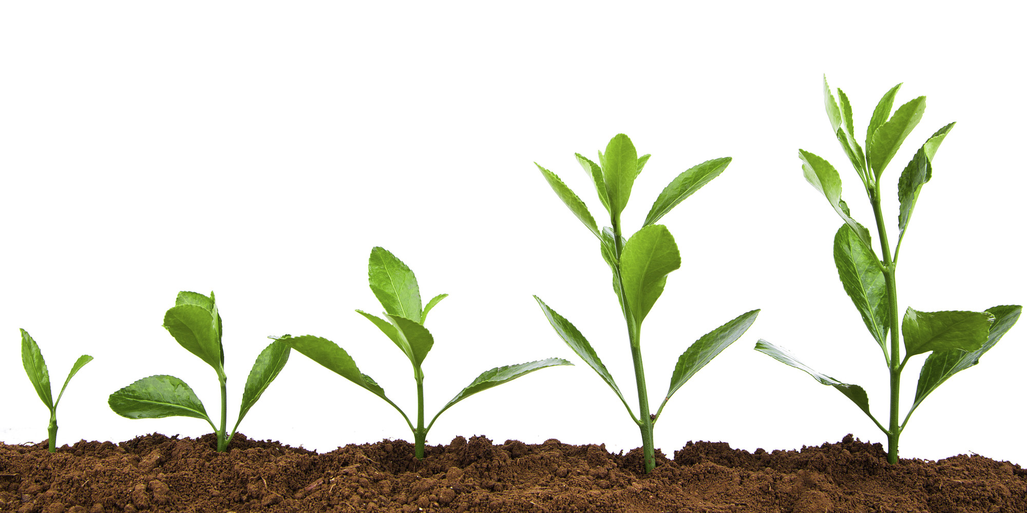 Allow Yourself to Grow | HuffPost