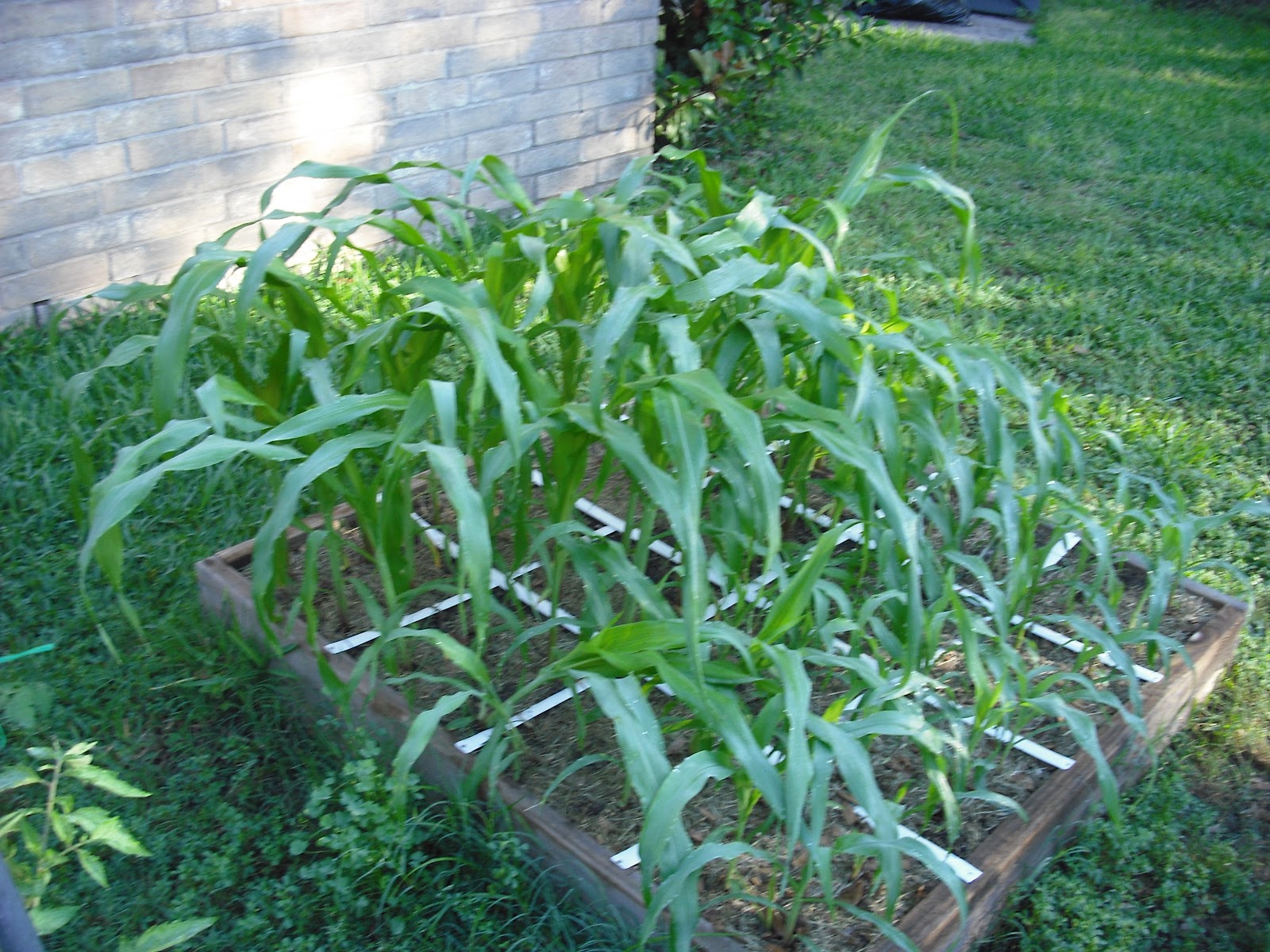 We Do Things Different Here in Texas: Growing Sweet Corn for the ...