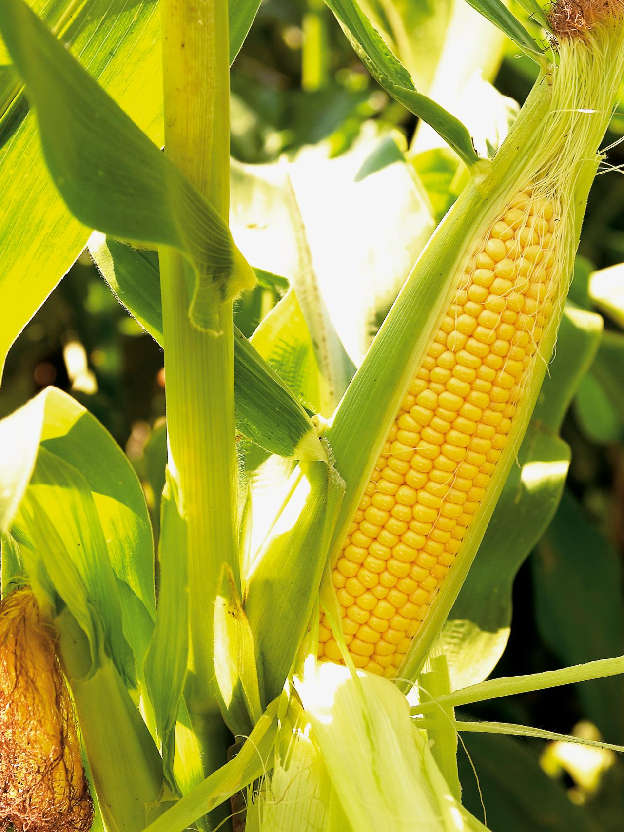 How To Grow Corn | Better Life