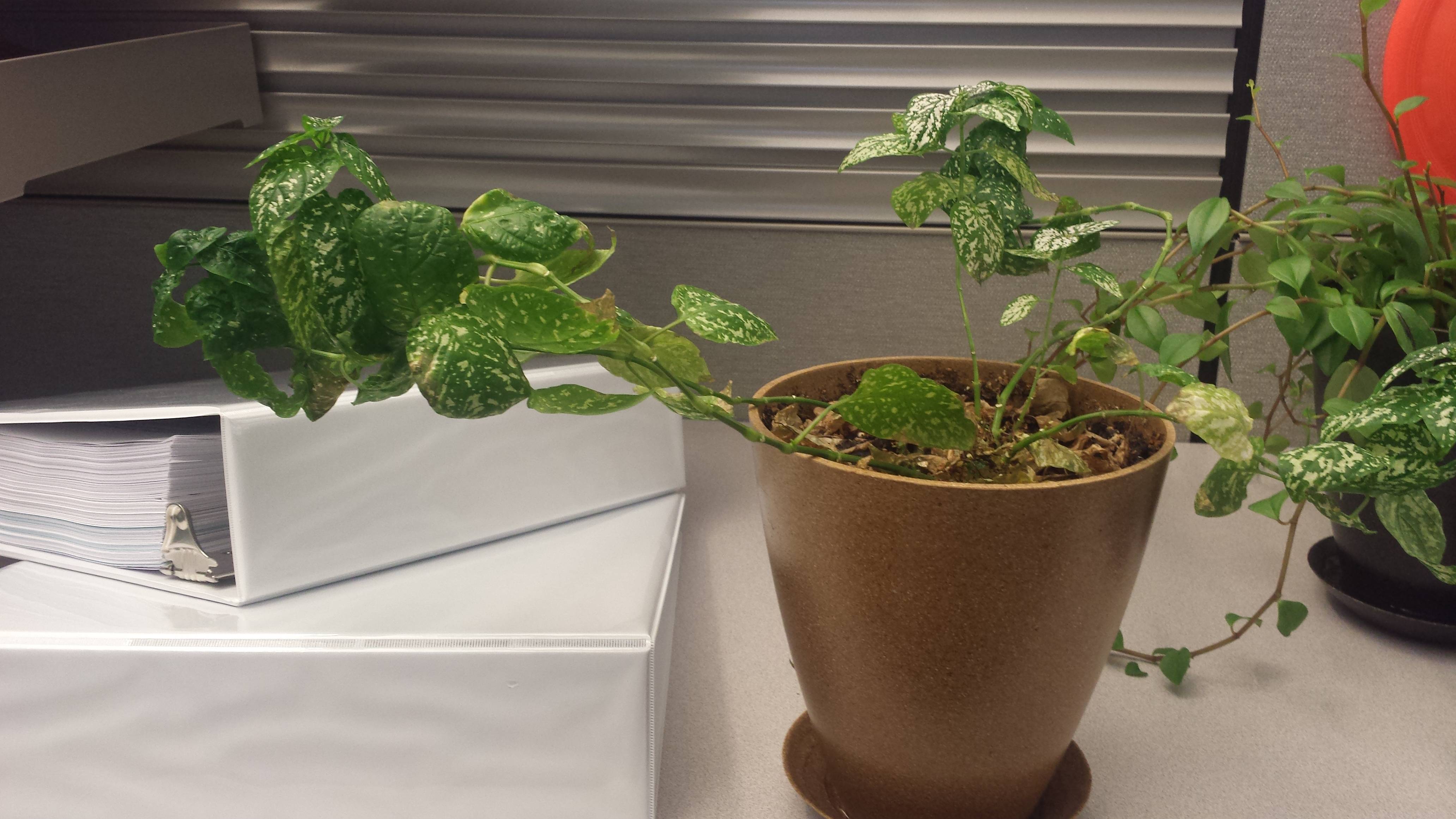 My office plant is growing sideways, I don't think it is healthy ...