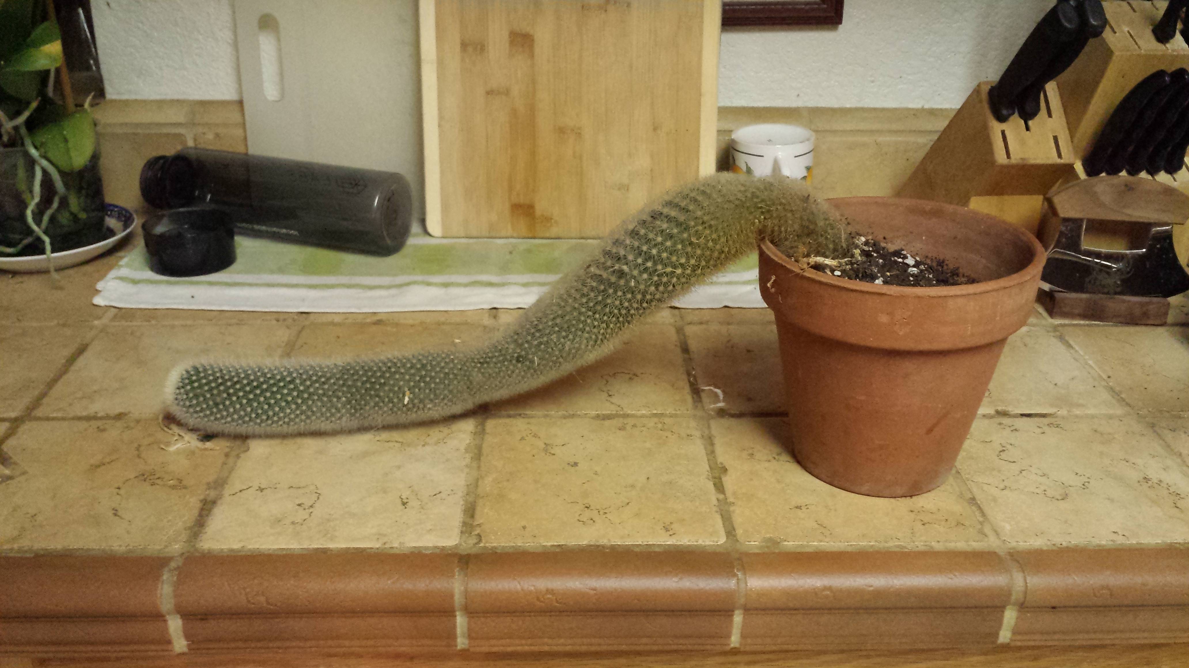 My cactus decided to grow sideways - Imgur