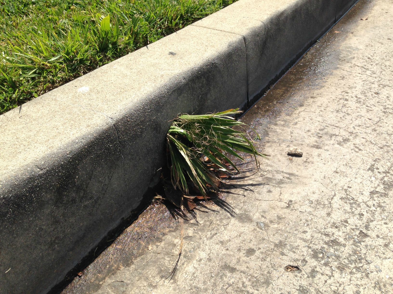 Grass growing sideways through the curb : mildlyinteresting