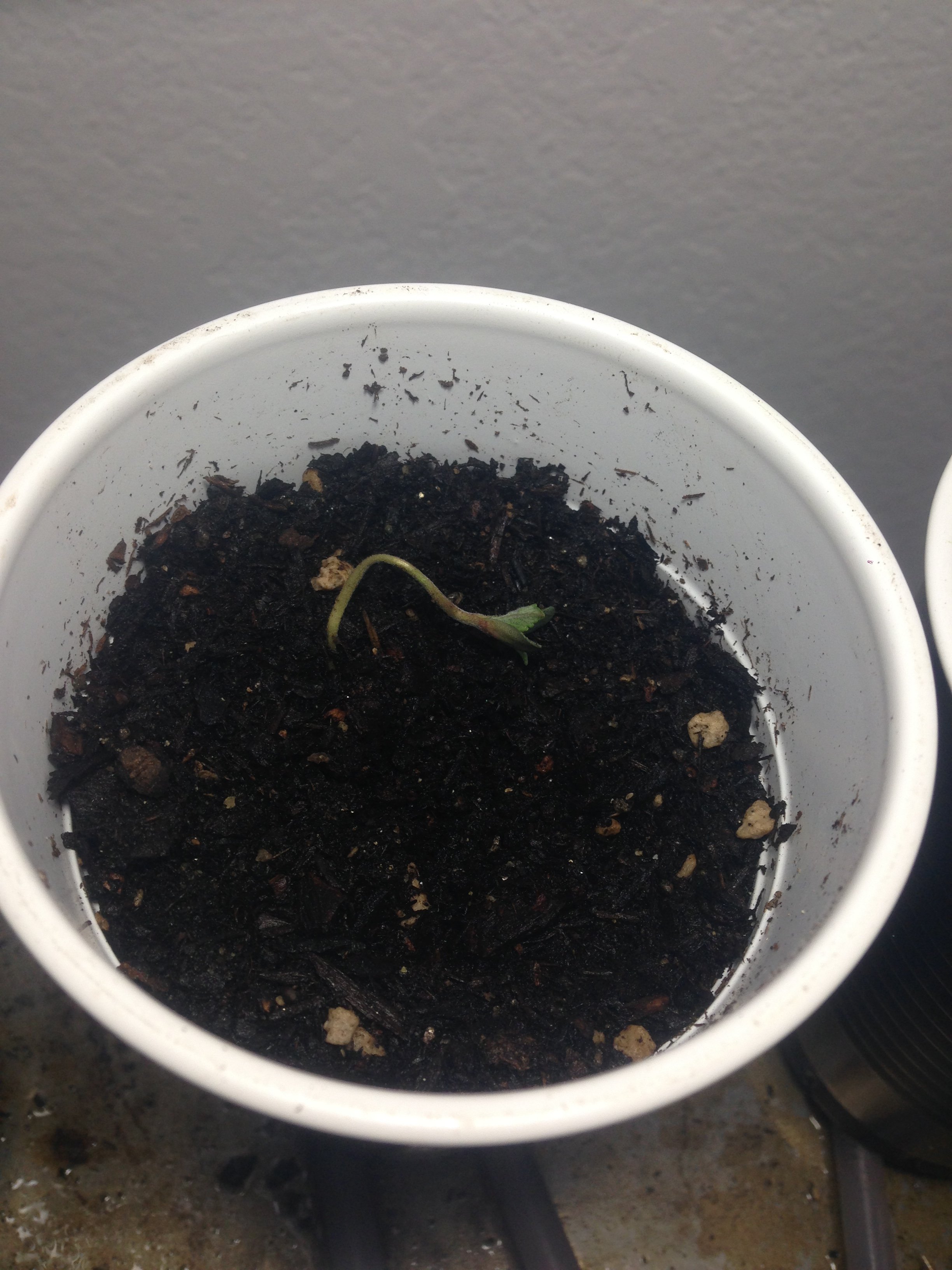 seedling growing sideways what do i do | Grasscity Forums