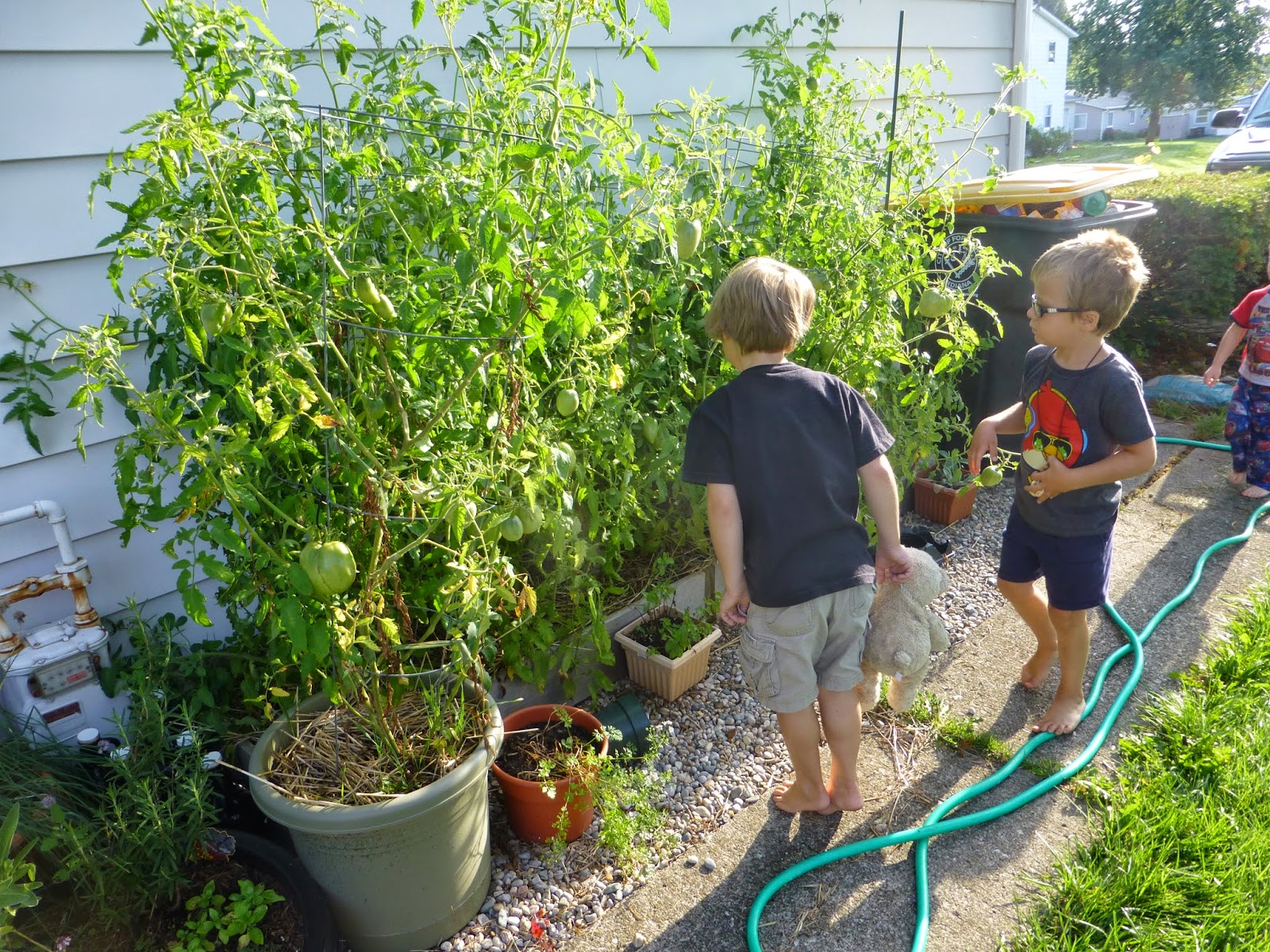 little*big*harvest: Planting Tomatoes Sideways