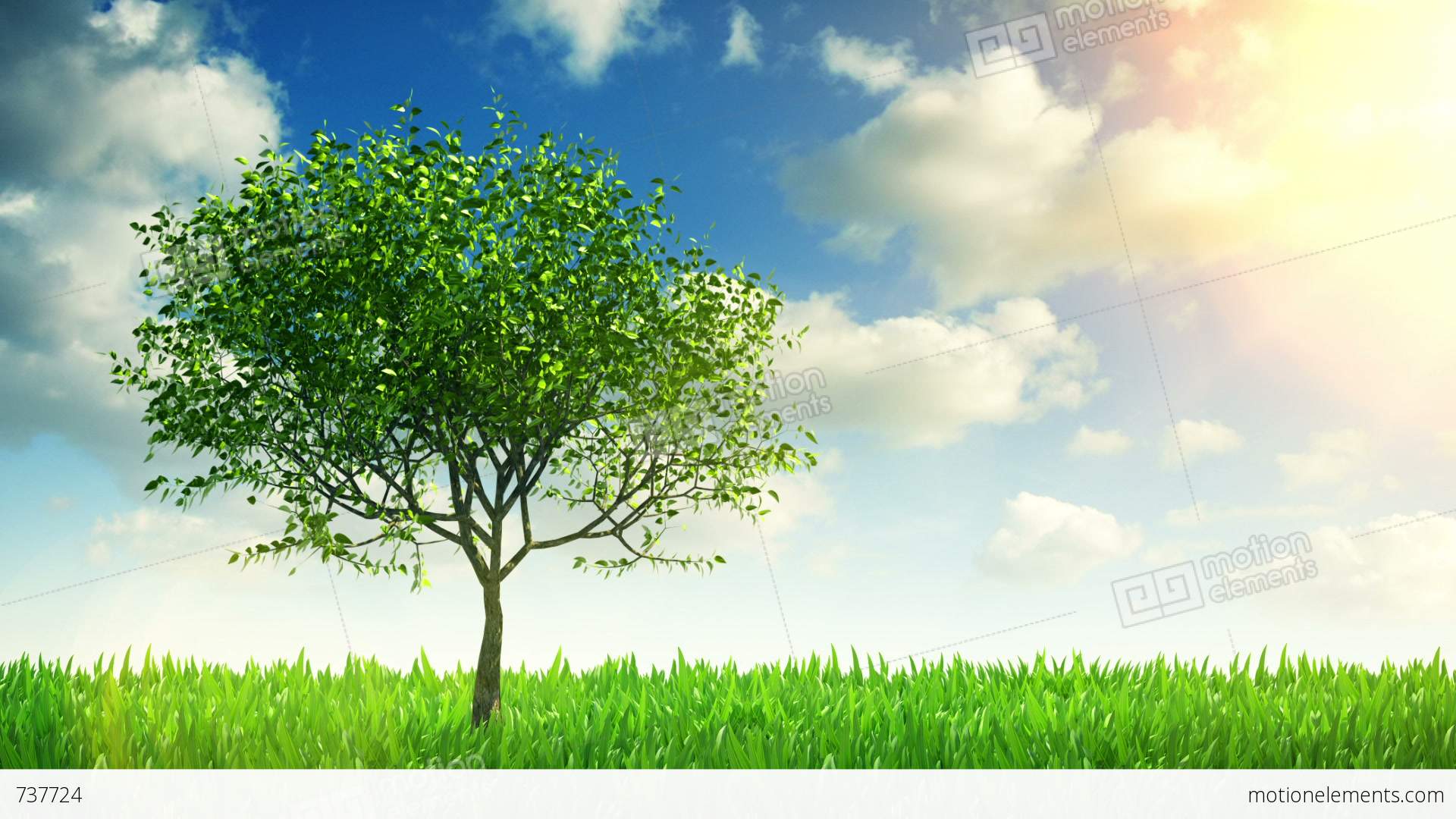 Growing Tree Stock Animation | 737724