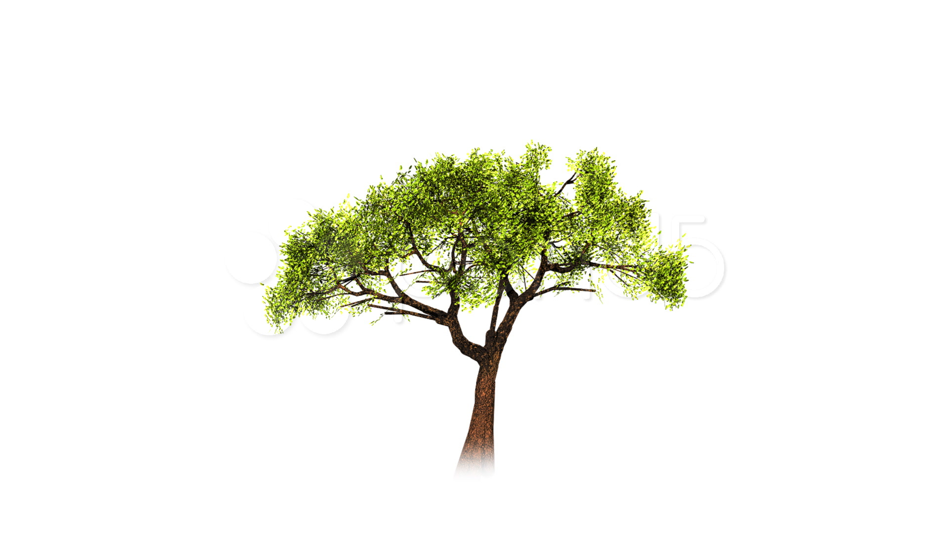 Growing Tree Stock Footage ~ Royalty Free Stock Videos | Pond5