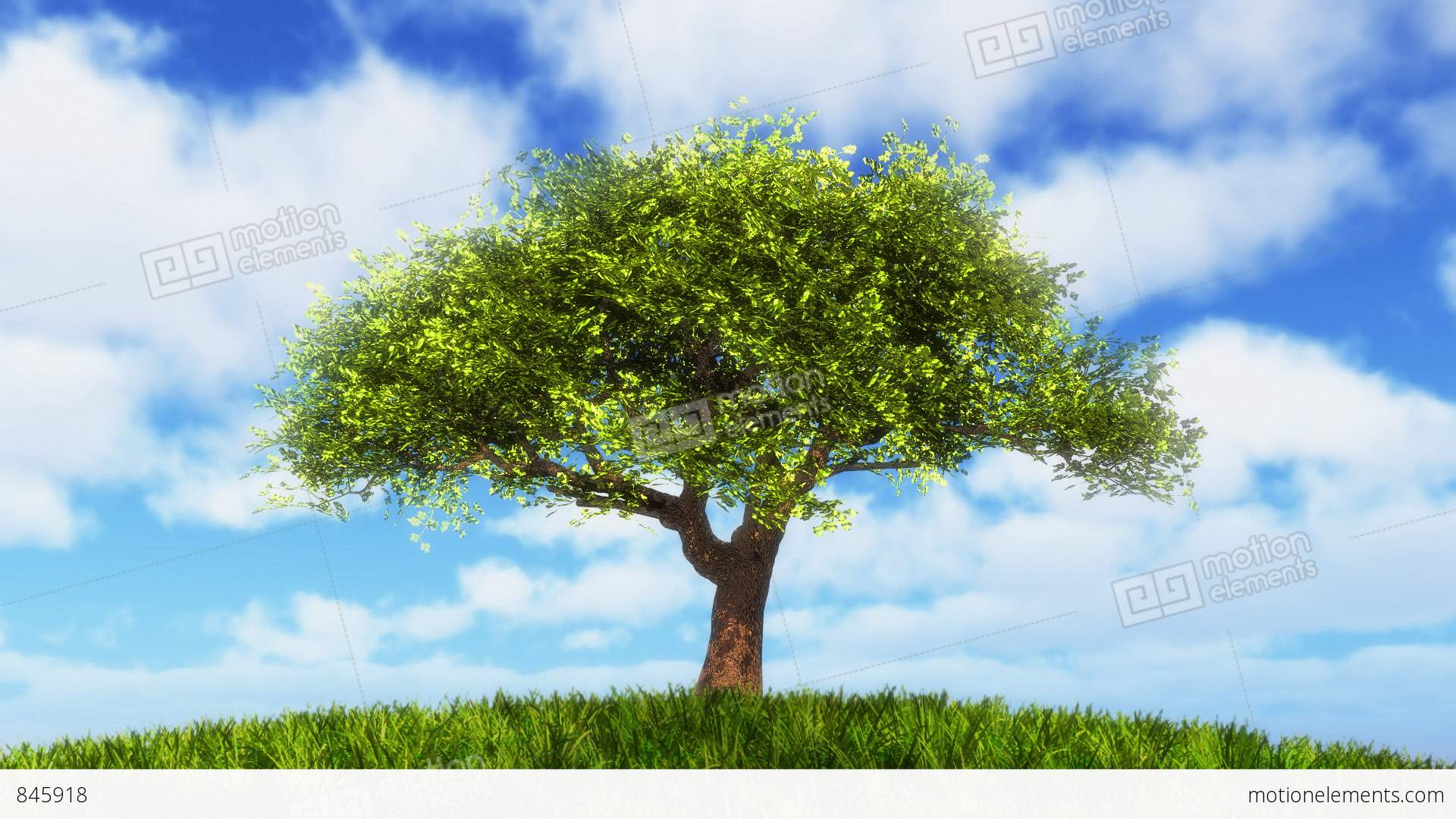 Growing Tree On Sunny Hill Stock Animation | 845918