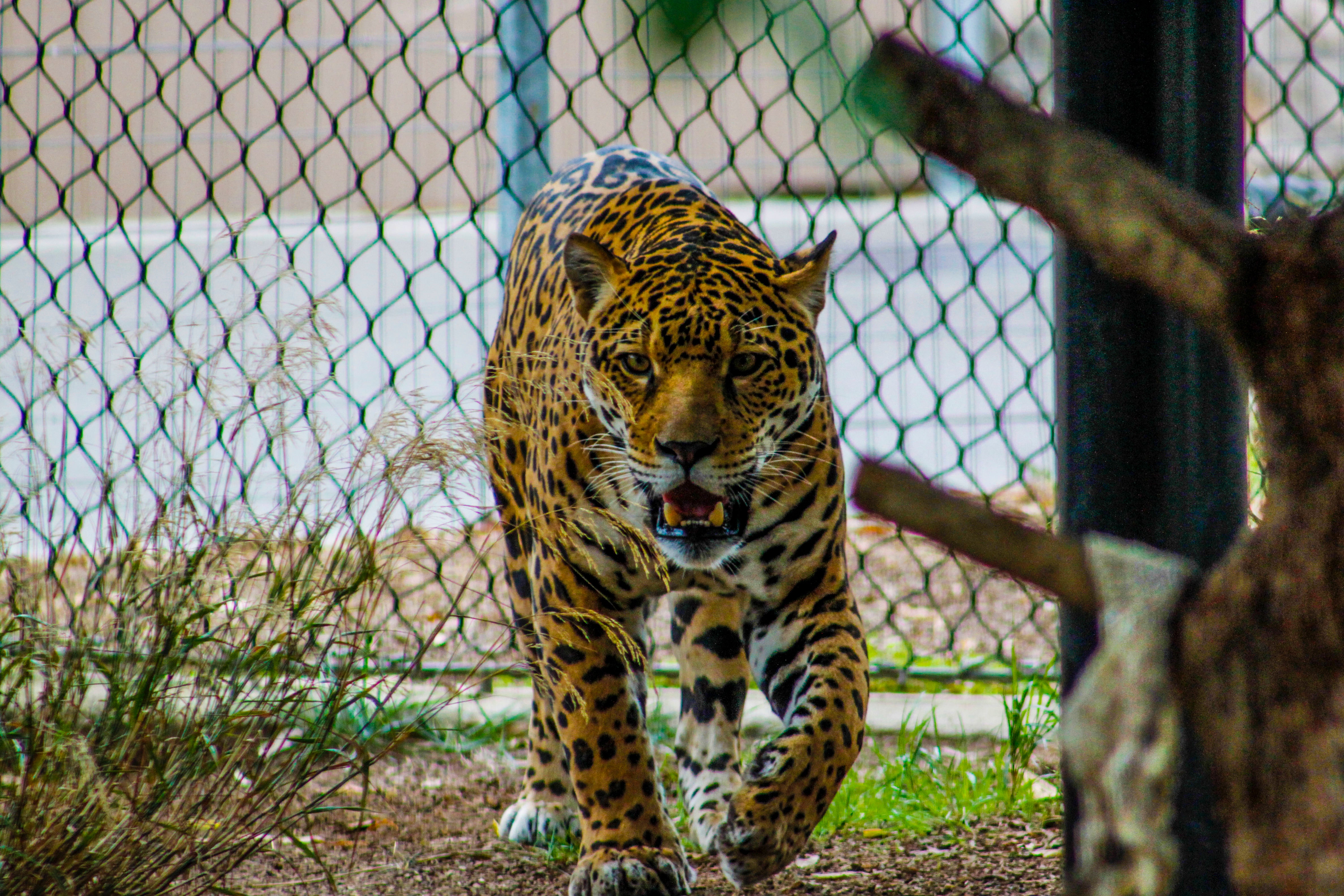 Growling Leopard Inside Enclosure, Animal, Hunter, Wildlife photography, Wildlife, HQ Photo
