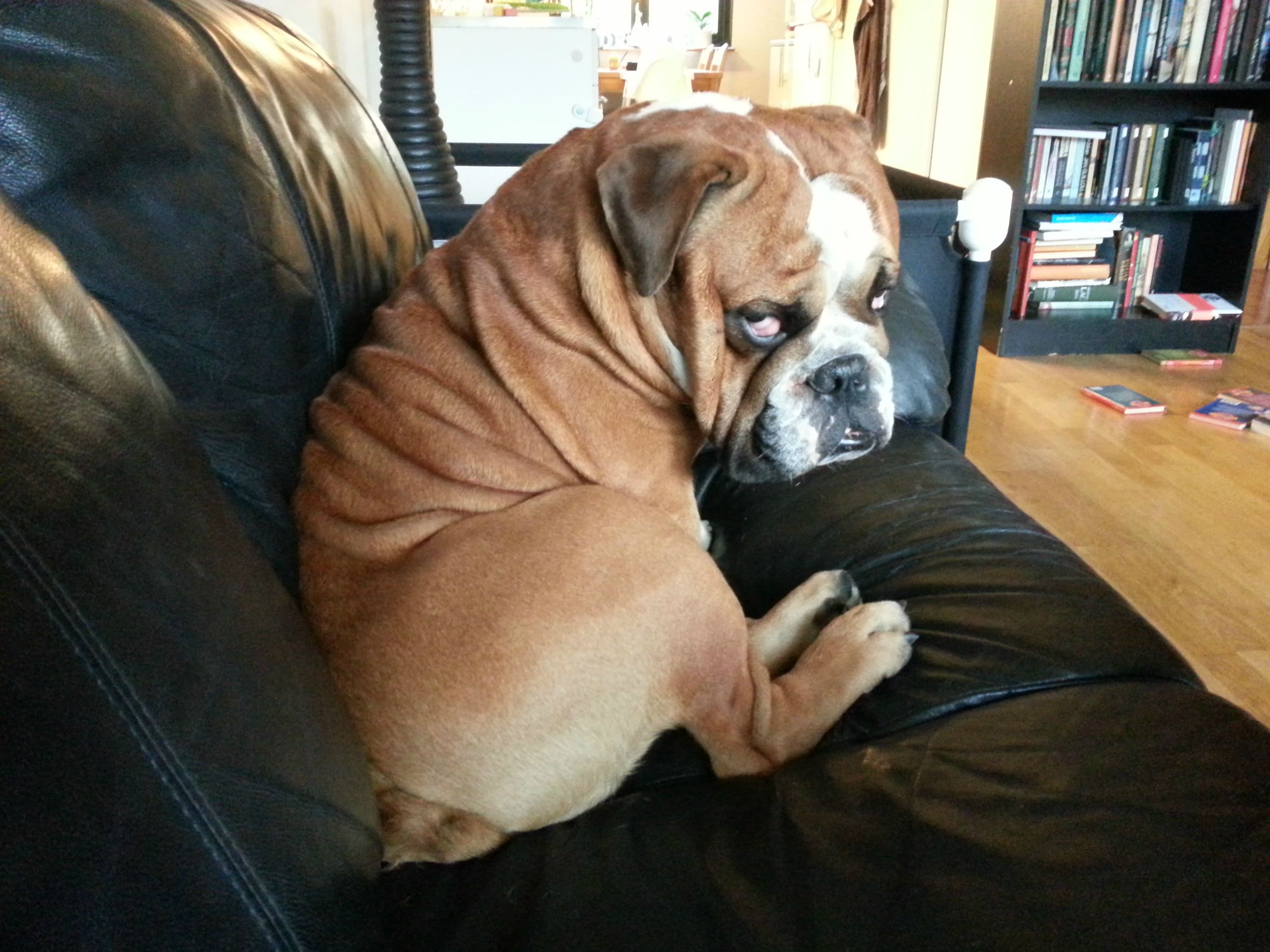 Grumpy bulldog photo