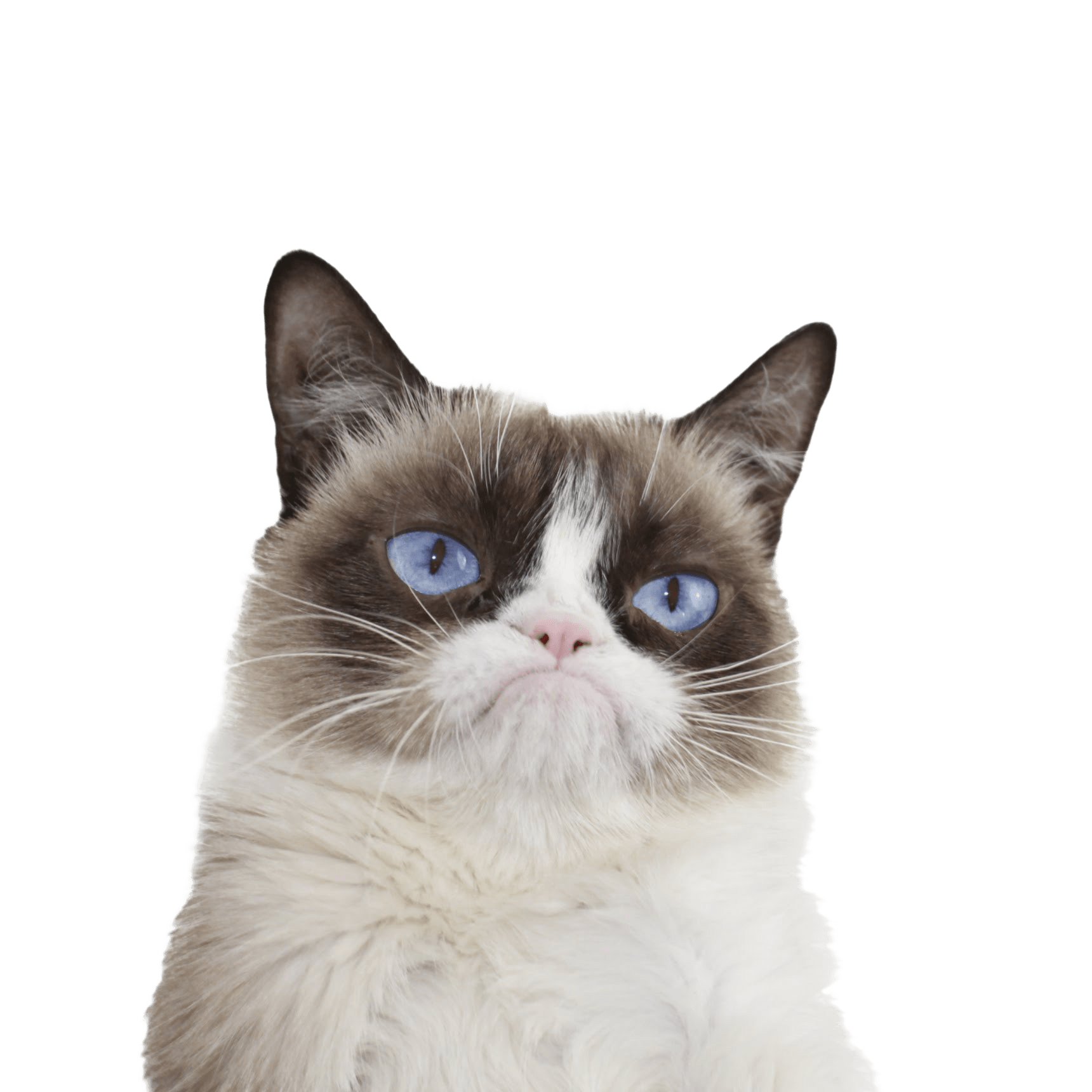 Grumpy Cat Blue Eyes transparent PNG - StickPNG