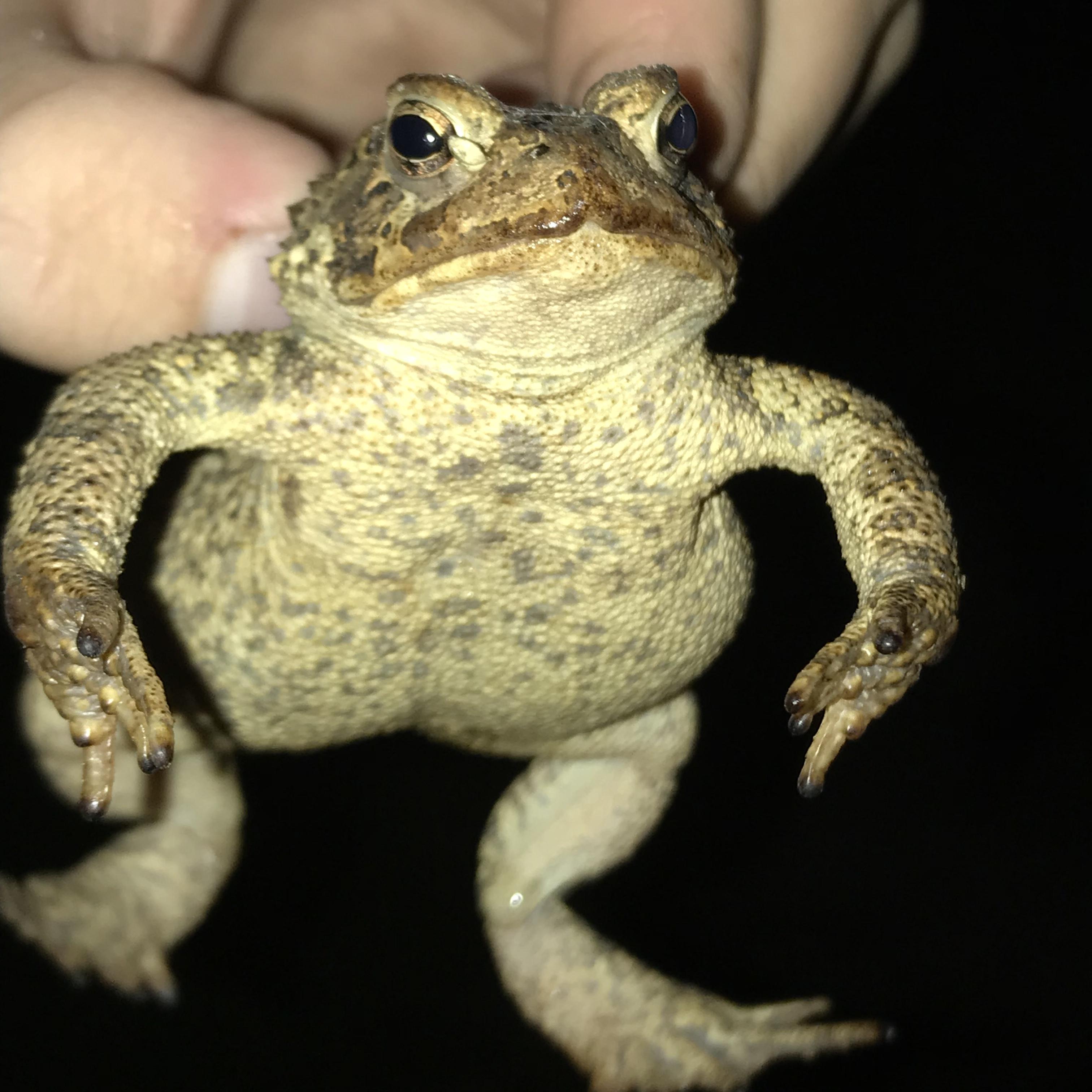 Grumpy toad - Album on Imgur