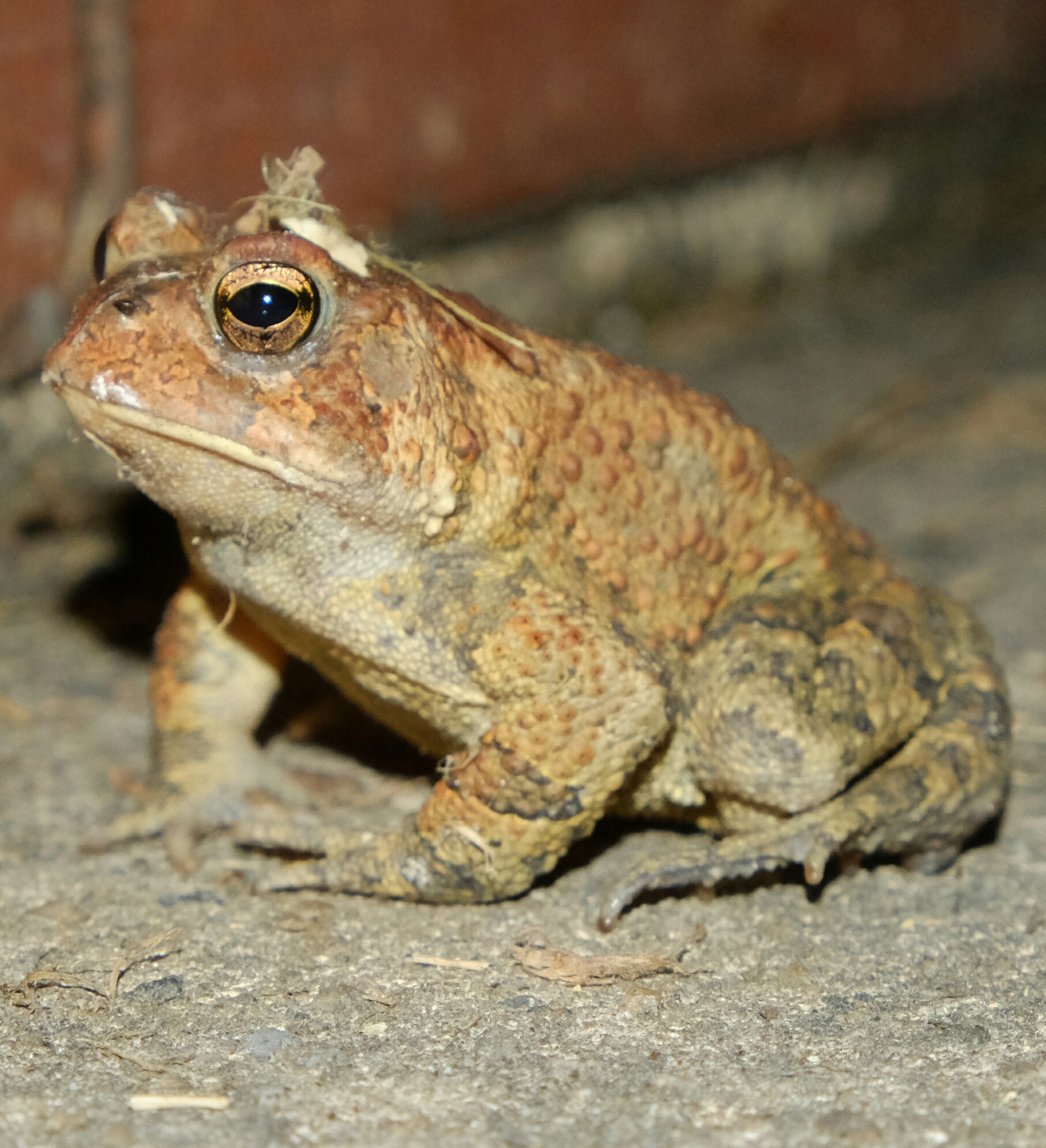 Grumpy Toad - Album on Imgur