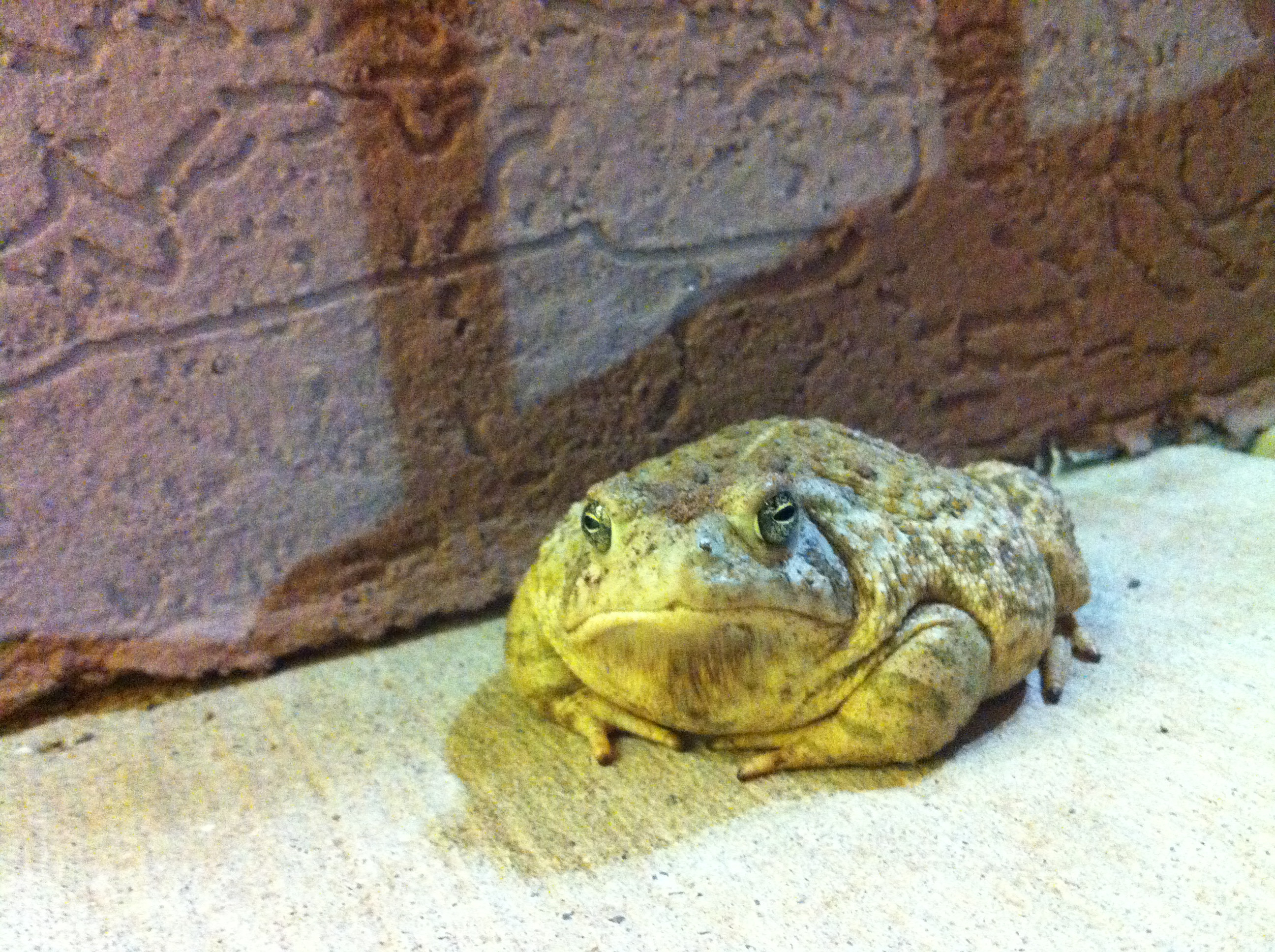 Found: Super Grumpy Toad - Imgur