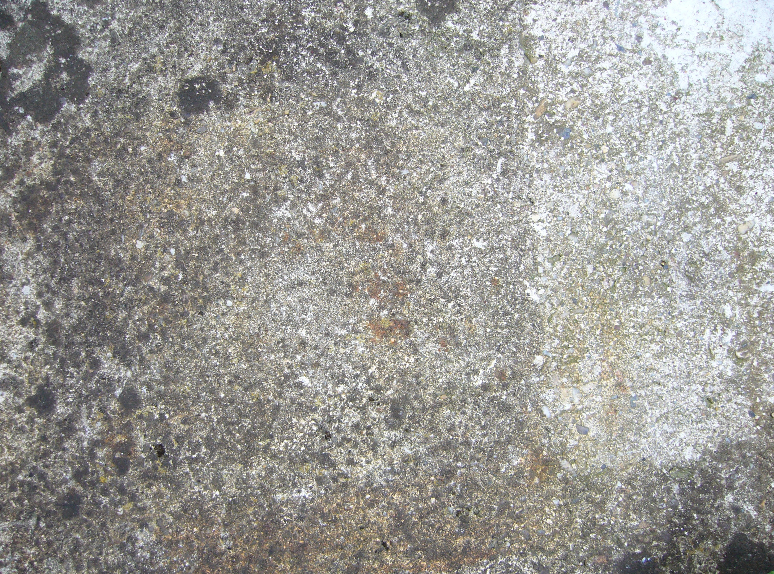 Free Concrete / Grunge texture (lichen, alga, grey)