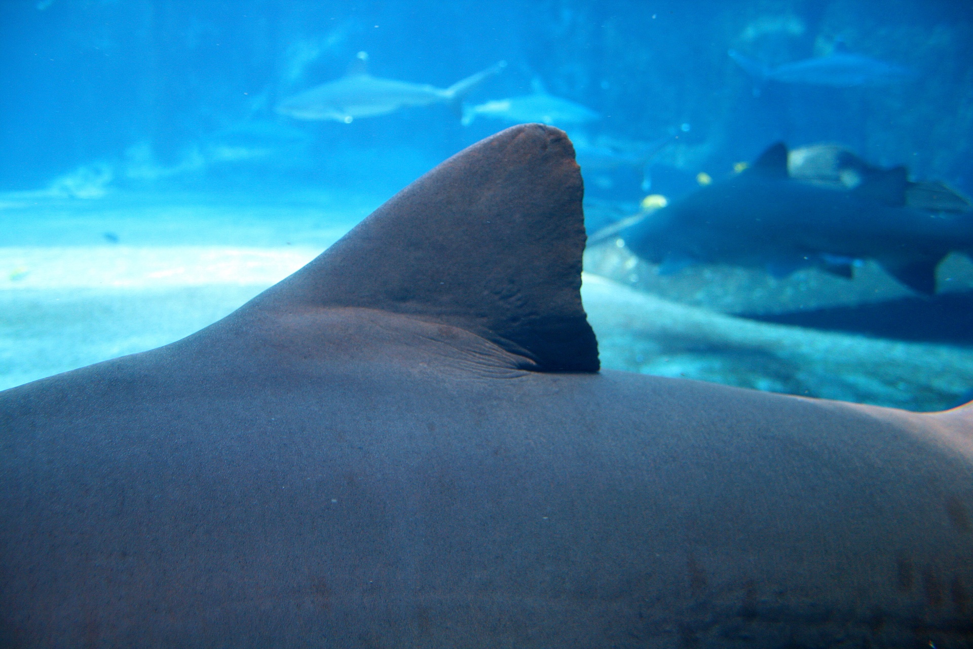 Shark Fin And Skin Free Stock Photo - Public Domain Pictures