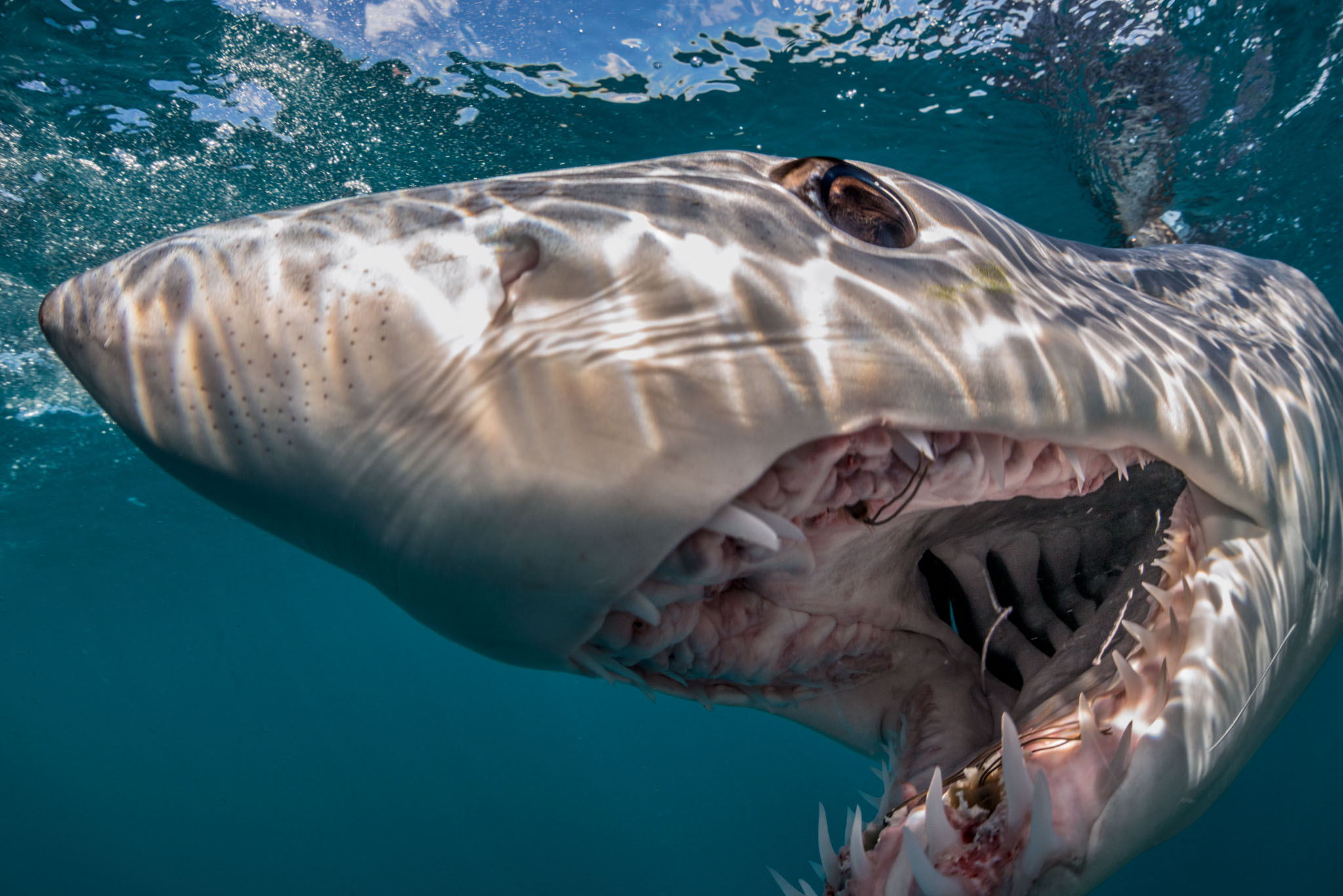 Can the Ocean's Fastest Shark Outswim Our Appetite for It?
