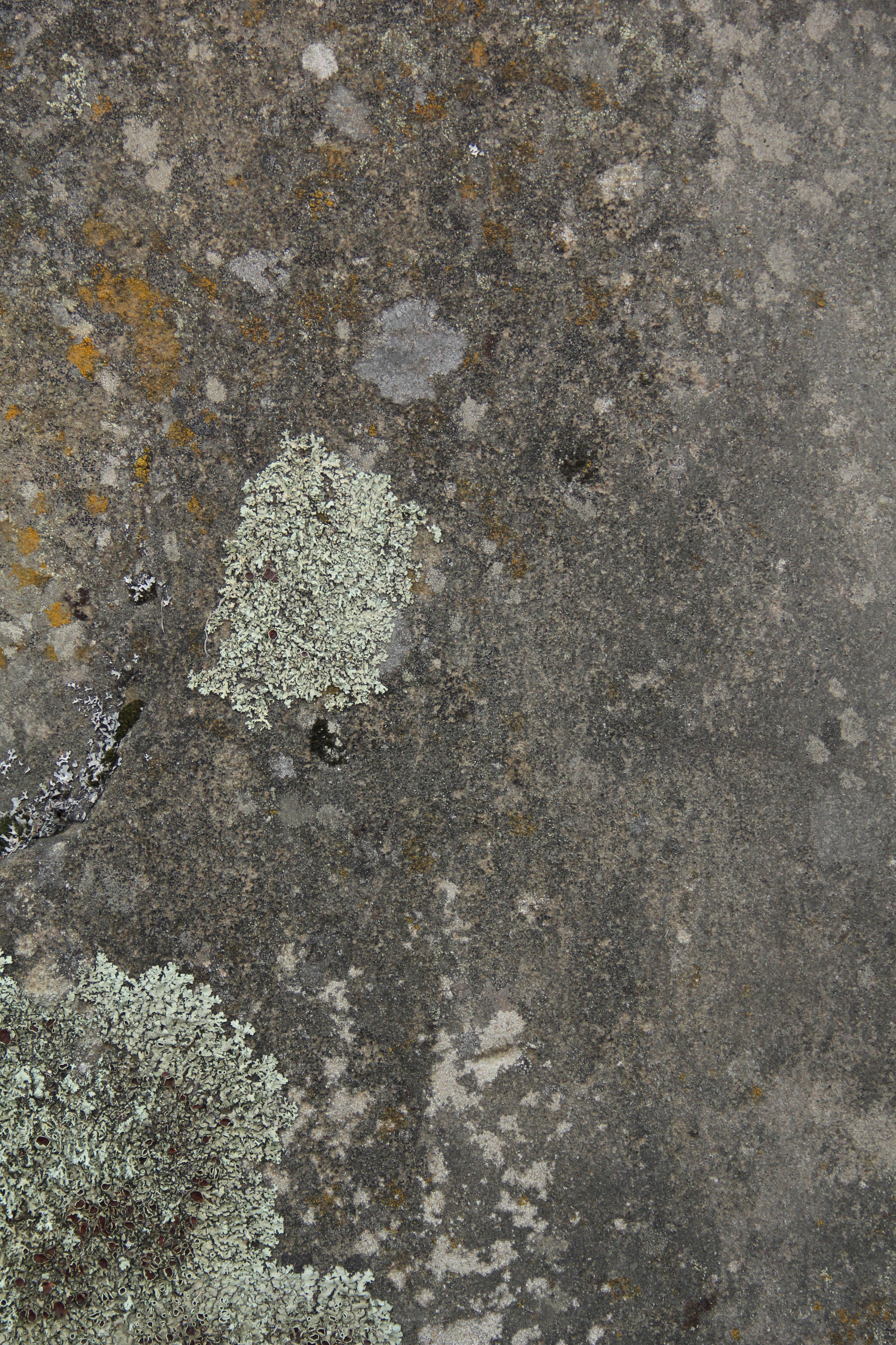 grunge texture stone wall concrete rock moss algae photo - TextureX ...