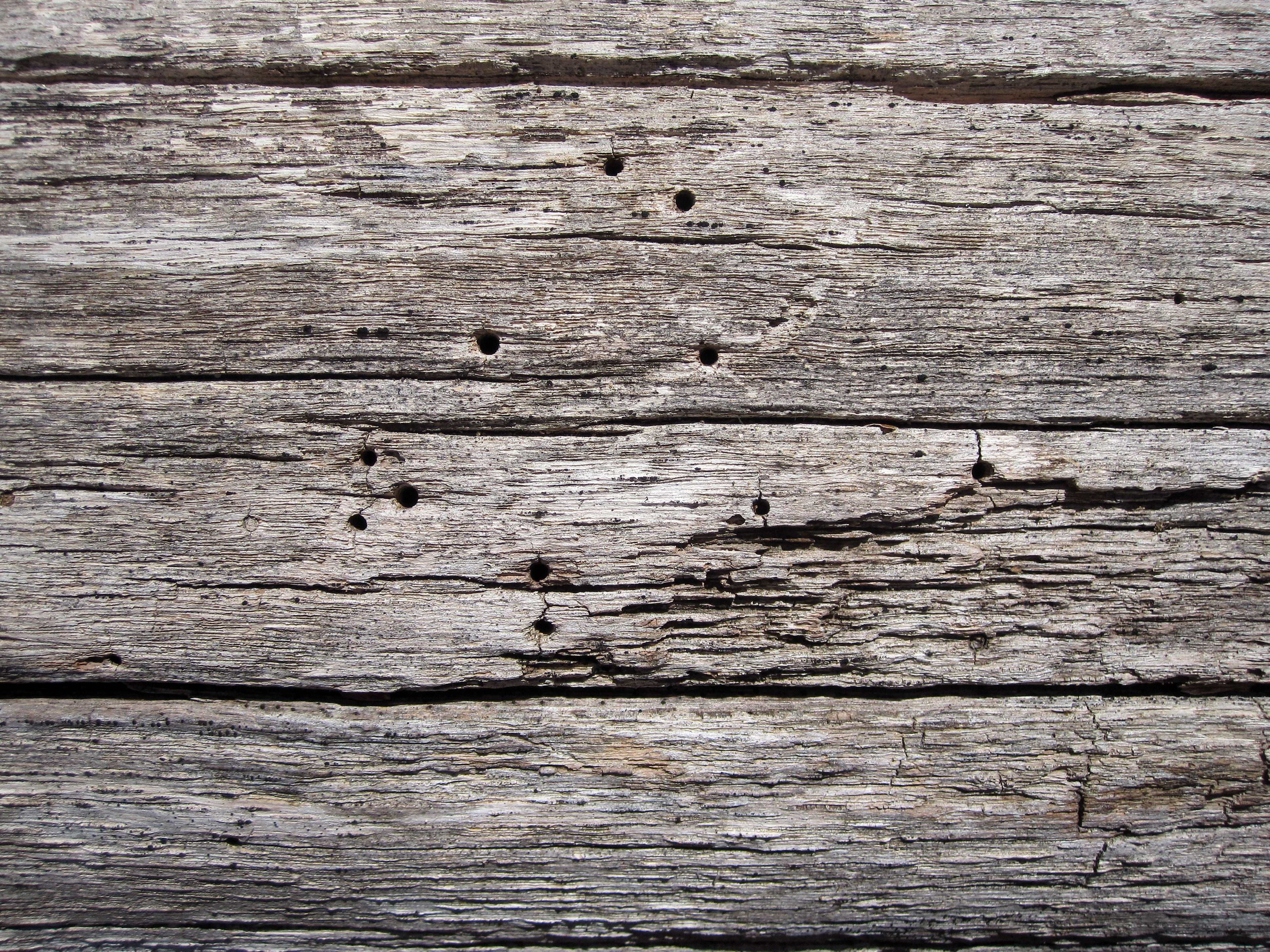Free stock photo of texture, trees, wood