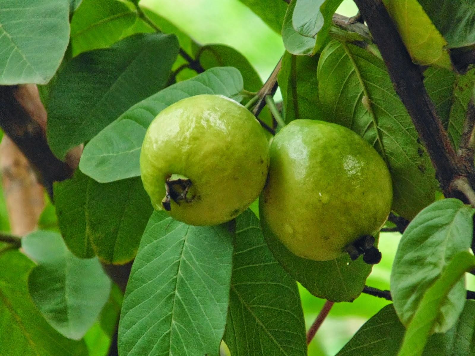 Benefits And Nutrition Of Guava Fruit Trees (Psidium guajava) For ...