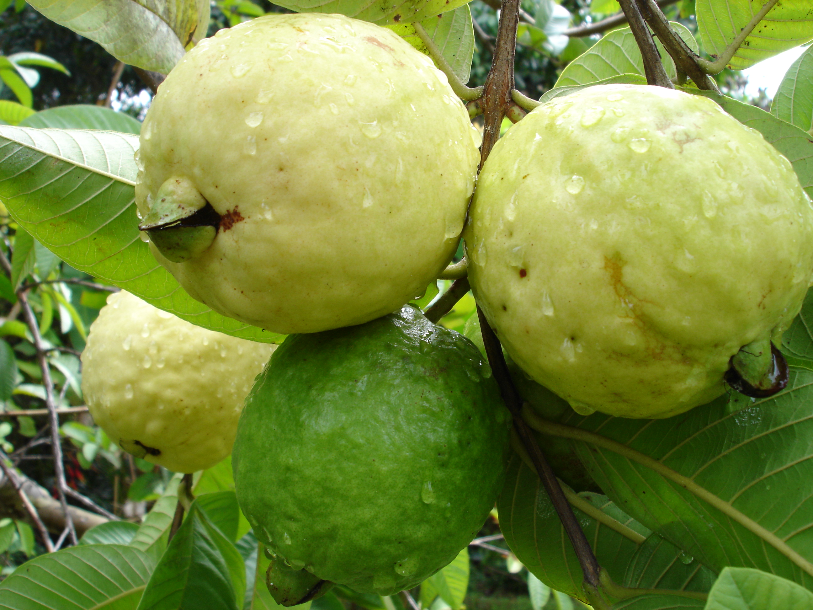 GUAVA – LIVE PLANT – ALL CLIMATE – BANGALORE AGRICO – HIGH YIELD IN ...