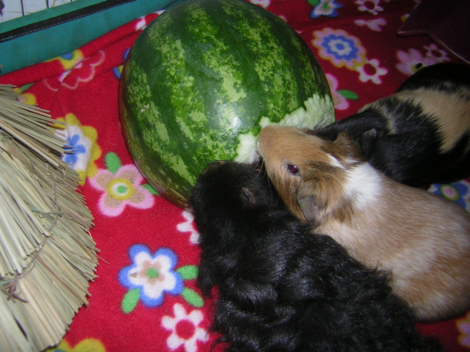 Can Guinea Pigs Eat Watermelon Pigs eating and Guinea pig care. 