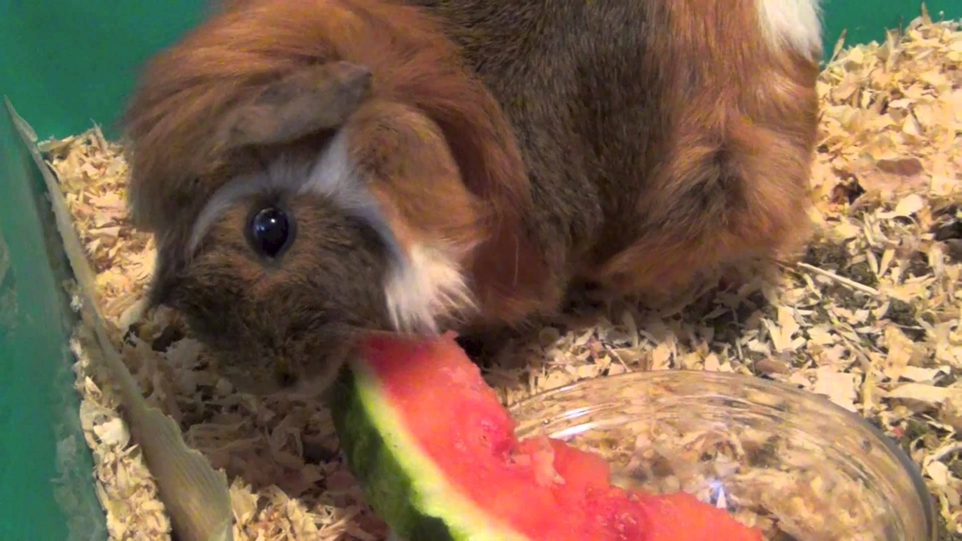 Can Guinea Pigs Eat Watermelon | Pigs, Watermelon and Guinea pigs