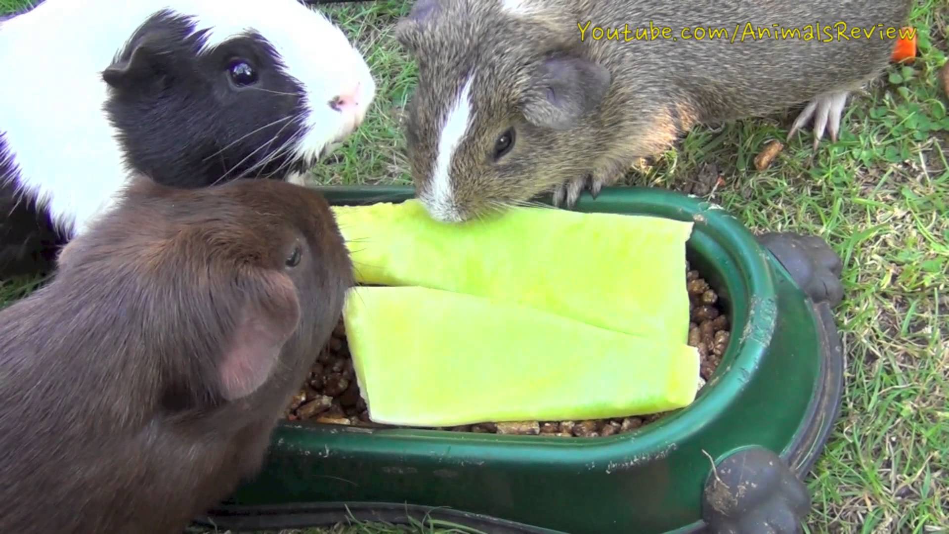 My Guinea Pigs Eating Melon Rinds - YouTube